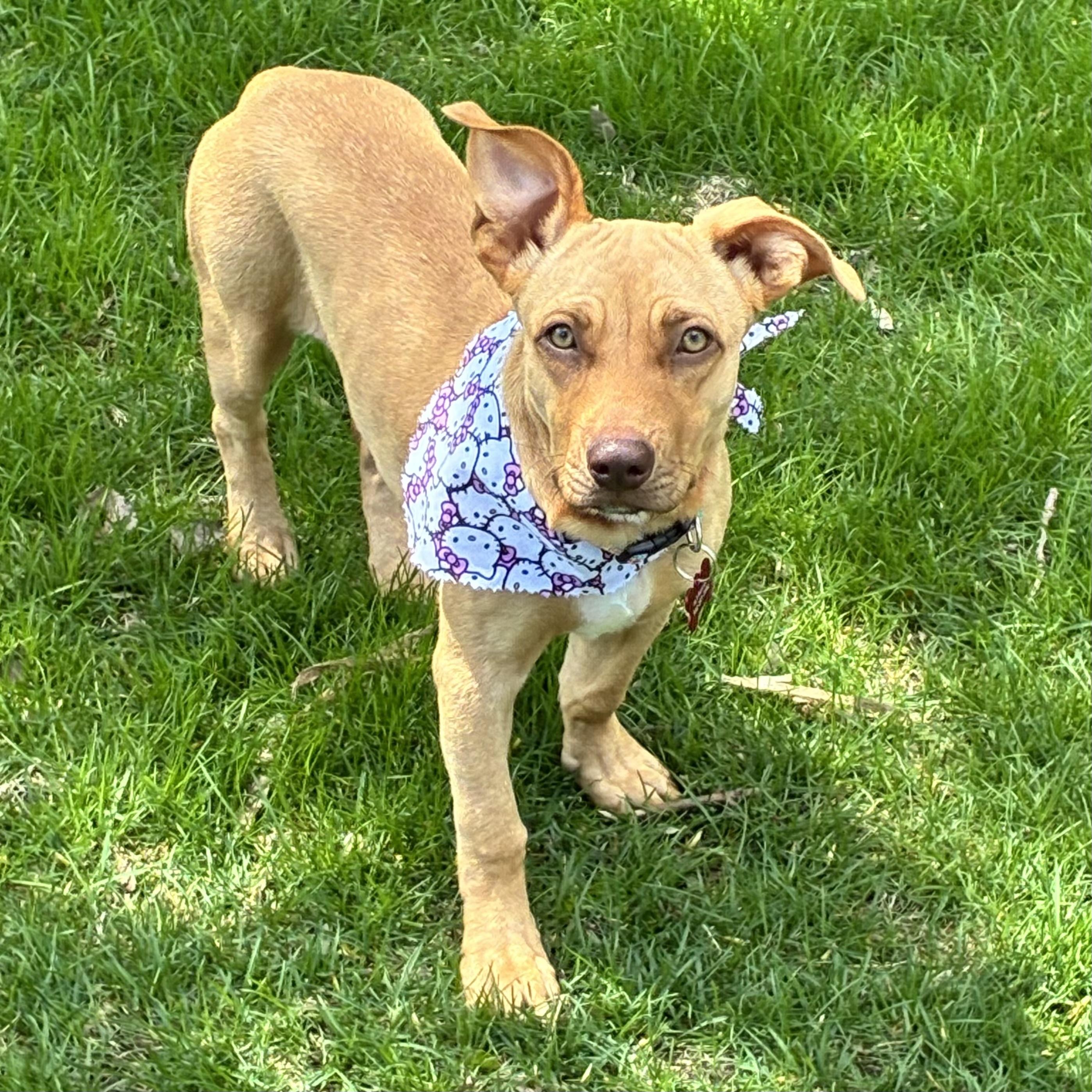Suki, a ADOPTABLE mixed breed in Prior Lake, MN image 3/6