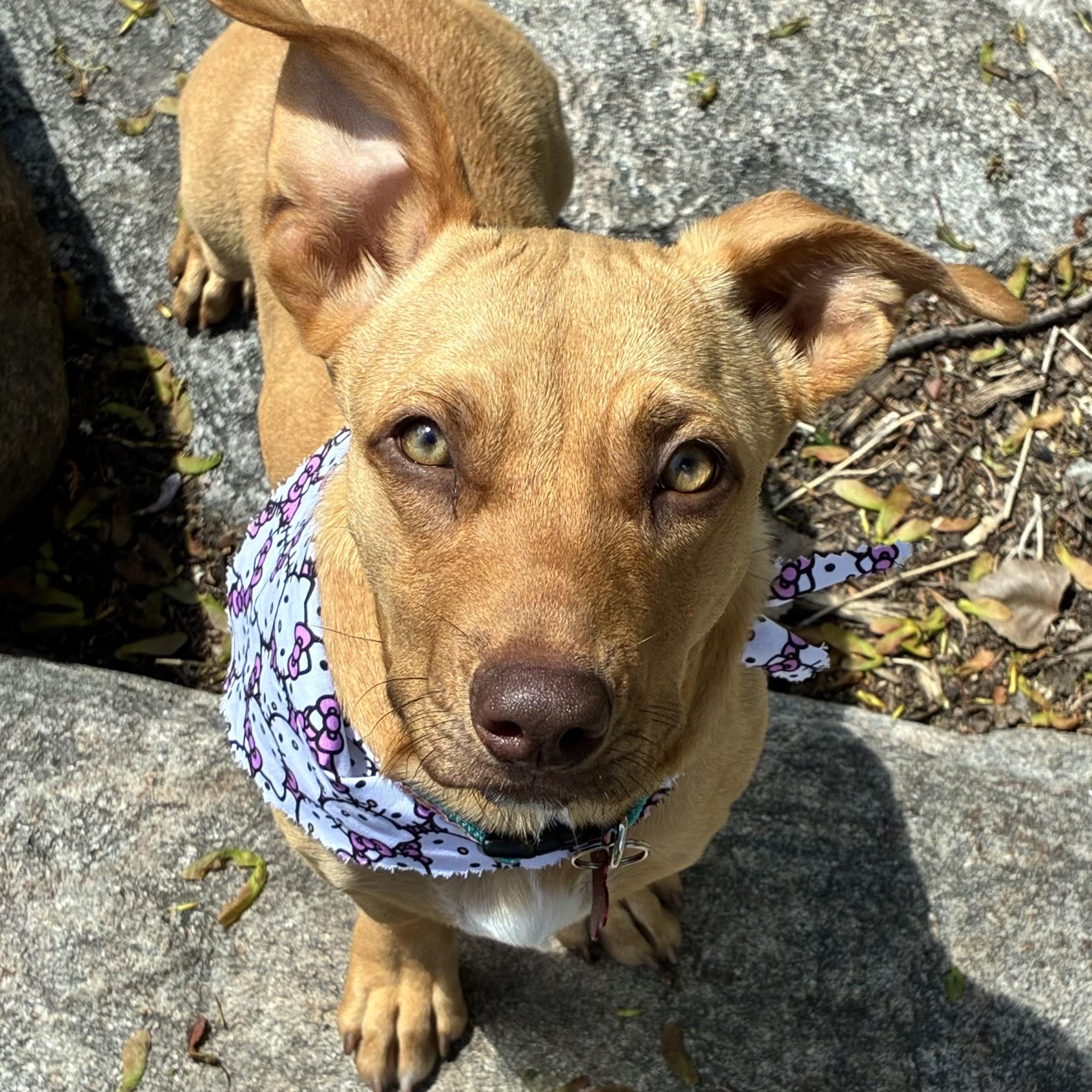 Suki, a ADOPTABLE mixed breed in Prior Lake, MN image 1/6