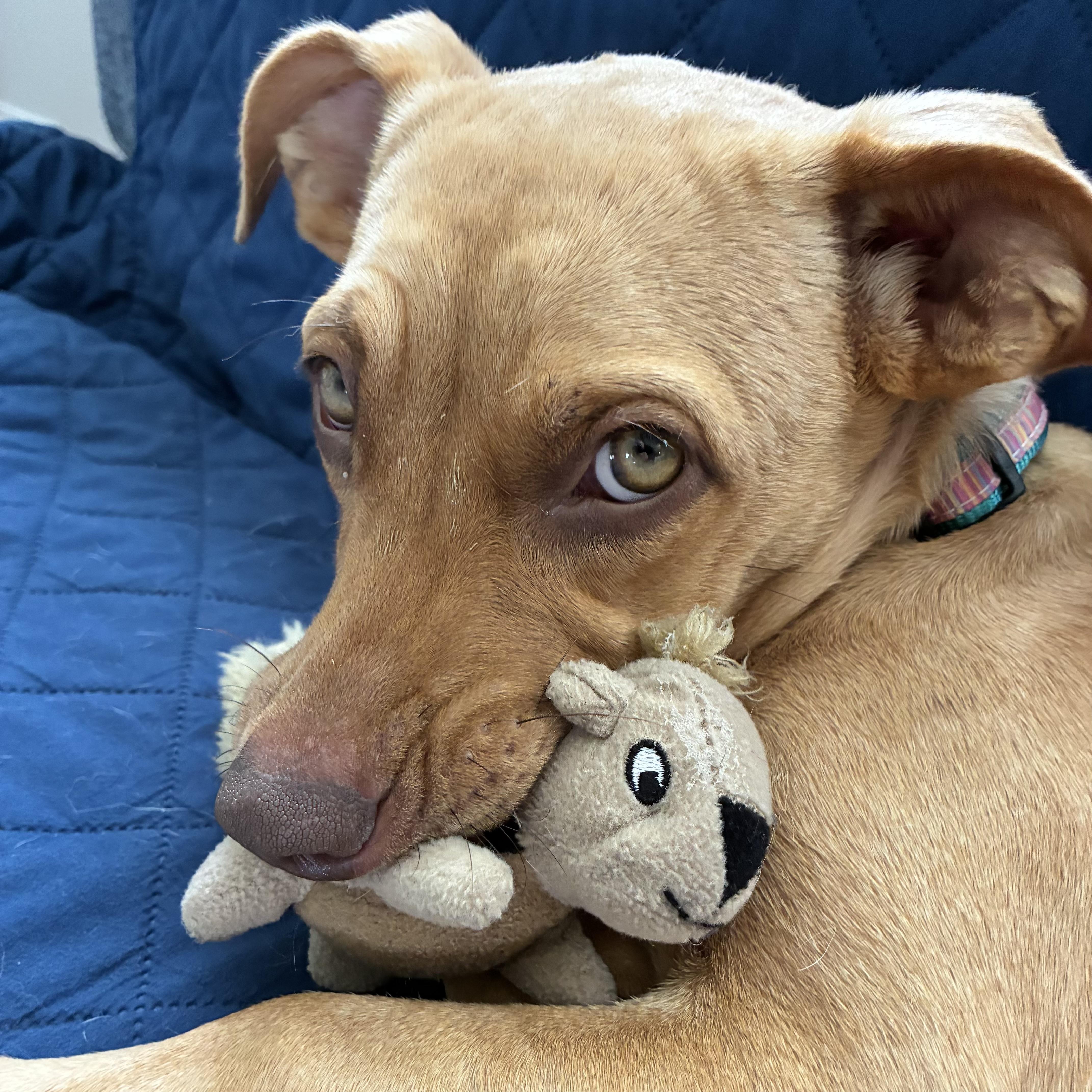 Suki, a ADOPTABLE mixed breed in Prior Lake, MN image 2/6