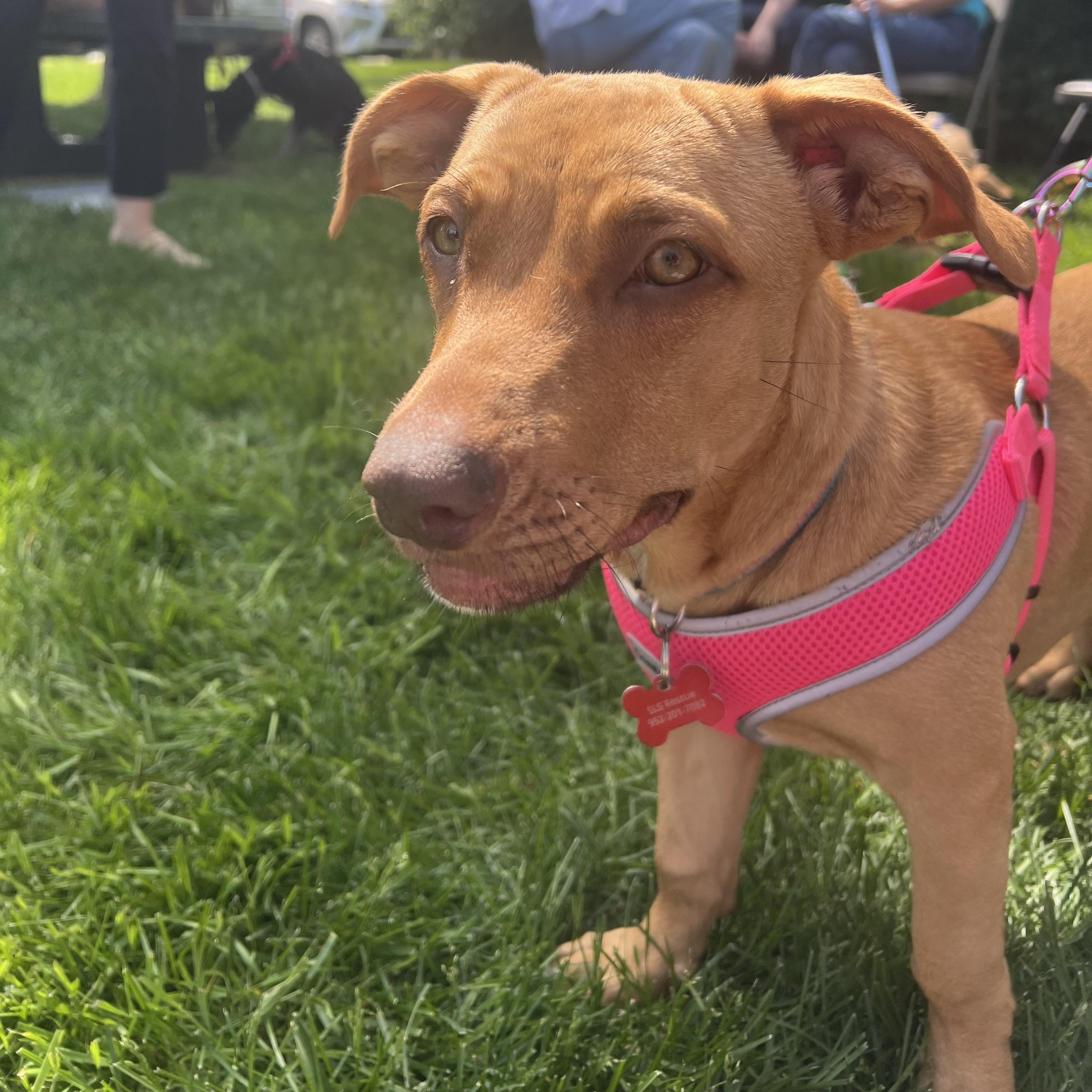 Suki, a ADOPTABLE mixed breed in Prior Lake, MN image 6/6