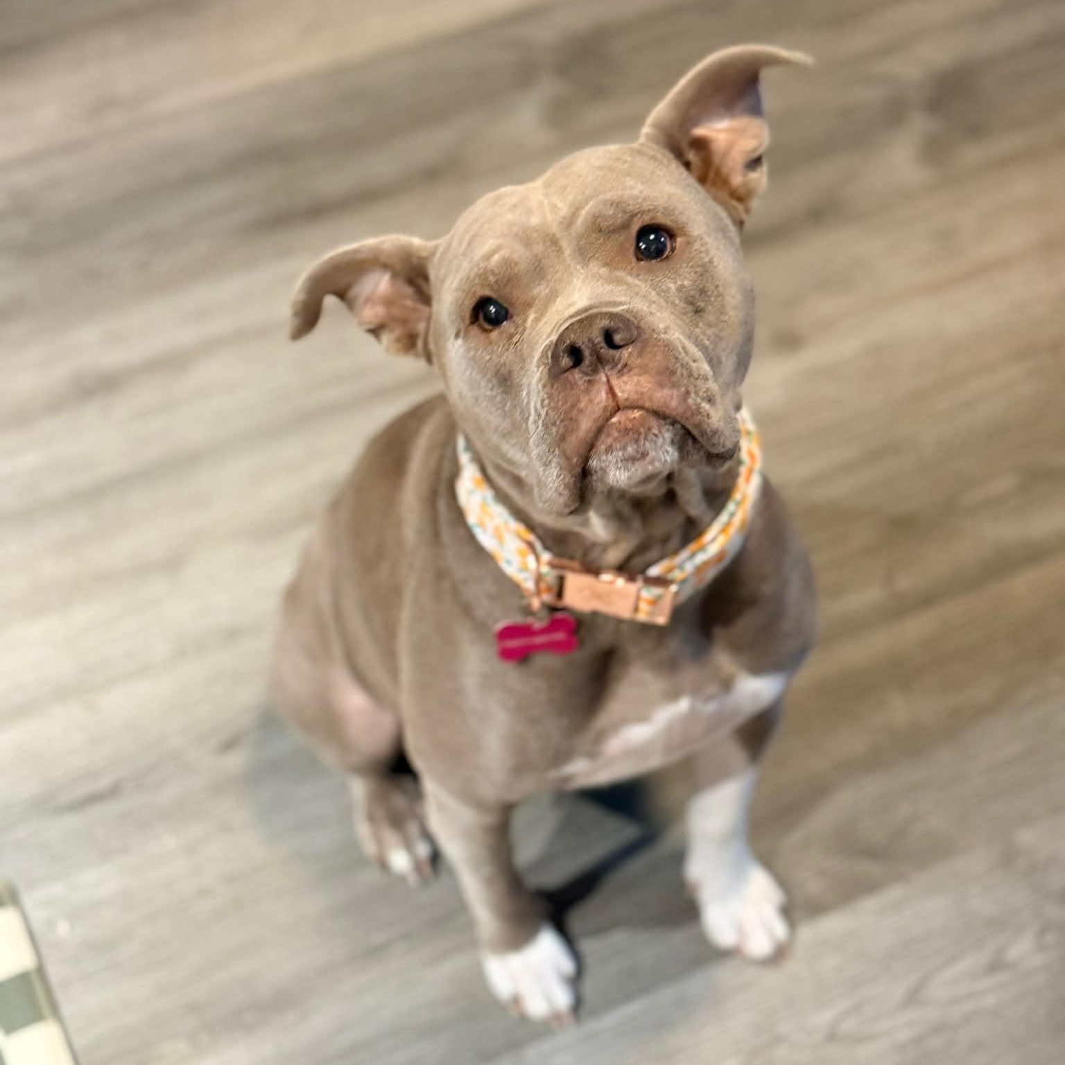 Enlarge Georgia, a ADOPTABLE mixed breed in Schenectady, NY image 1/5