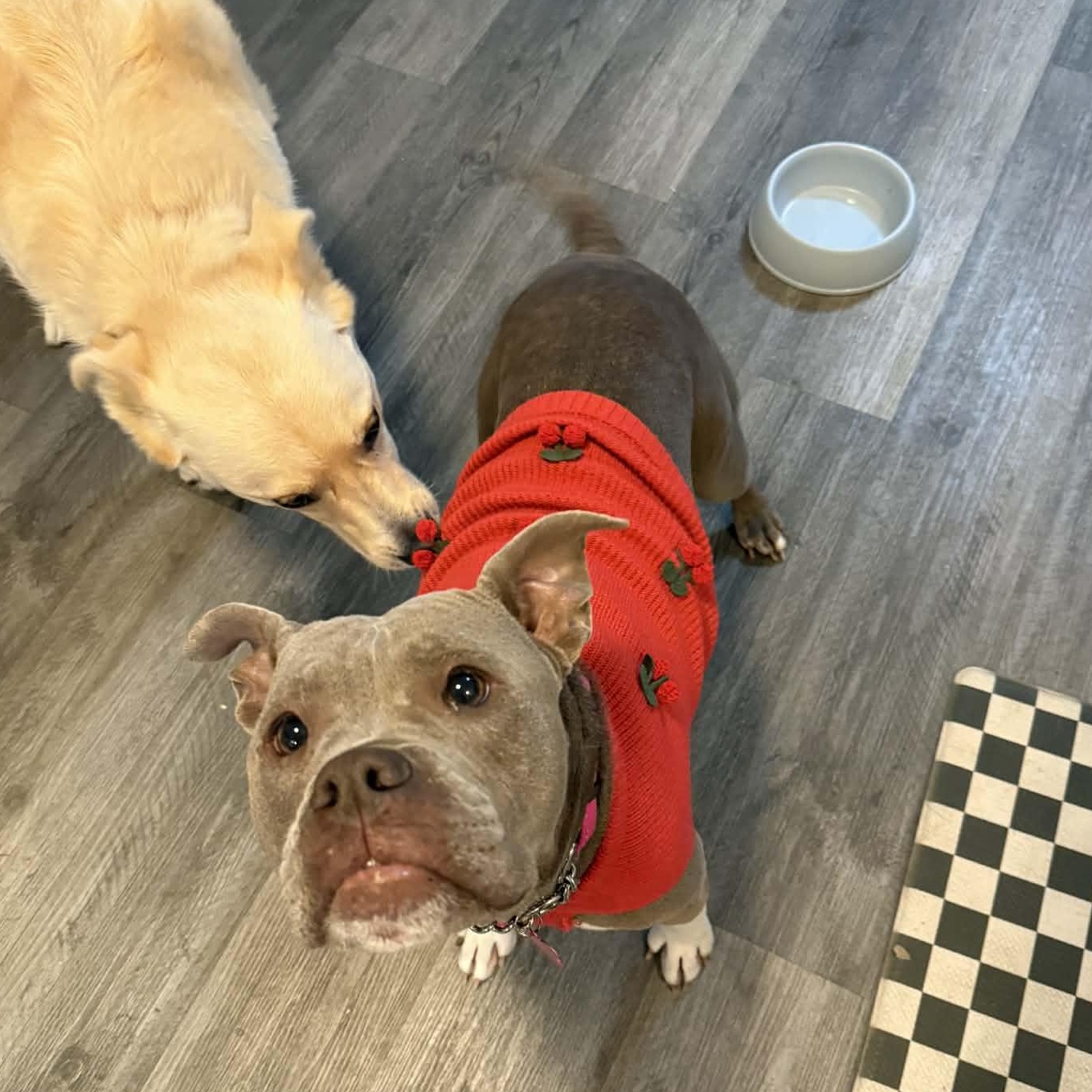 Enlarge Georgia, a ADOPTABLE mixed breed in Schenectady, NY image 2/5