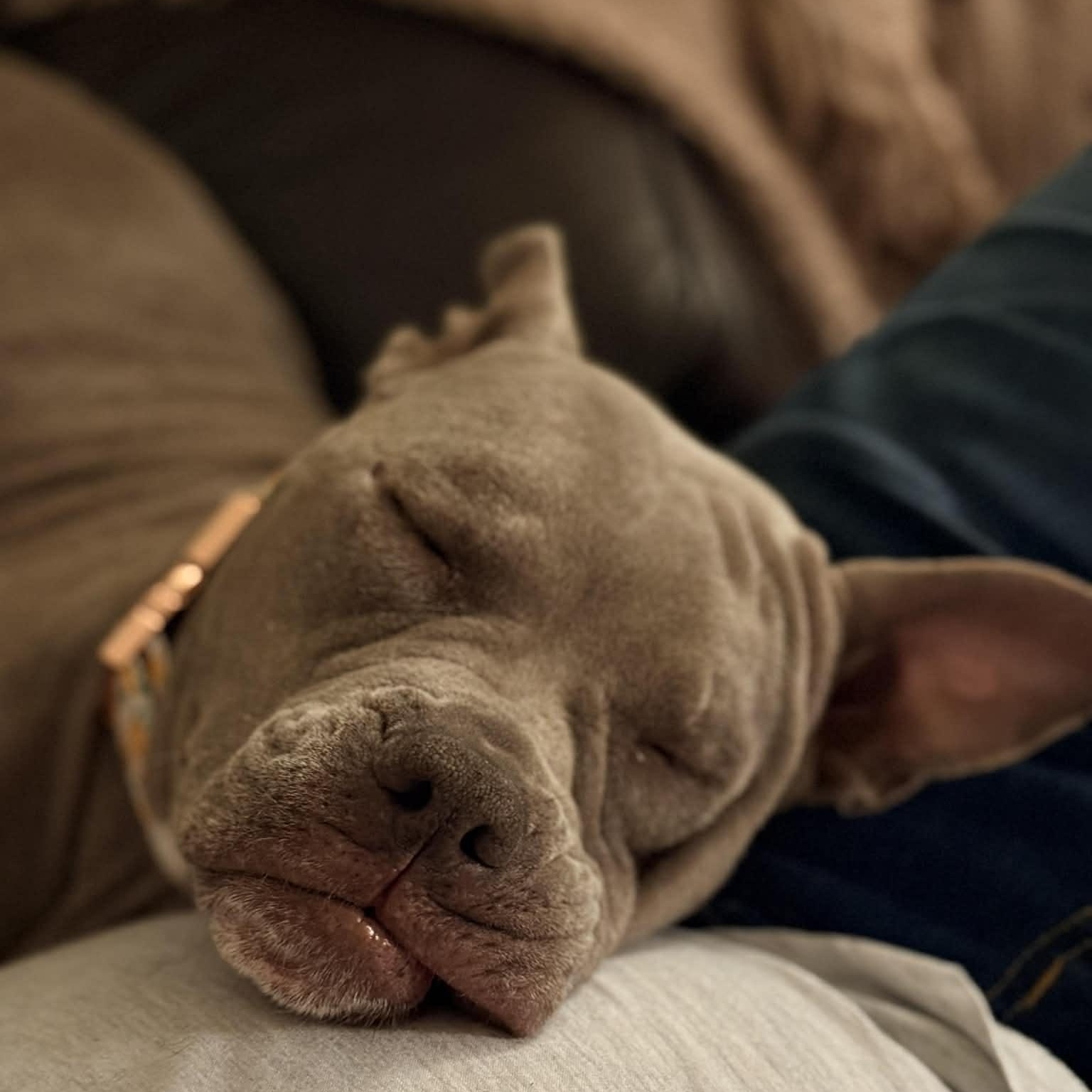 Enlarge Georgia, a ADOPTABLE mixed breed in Schenectady, NY image 3/5