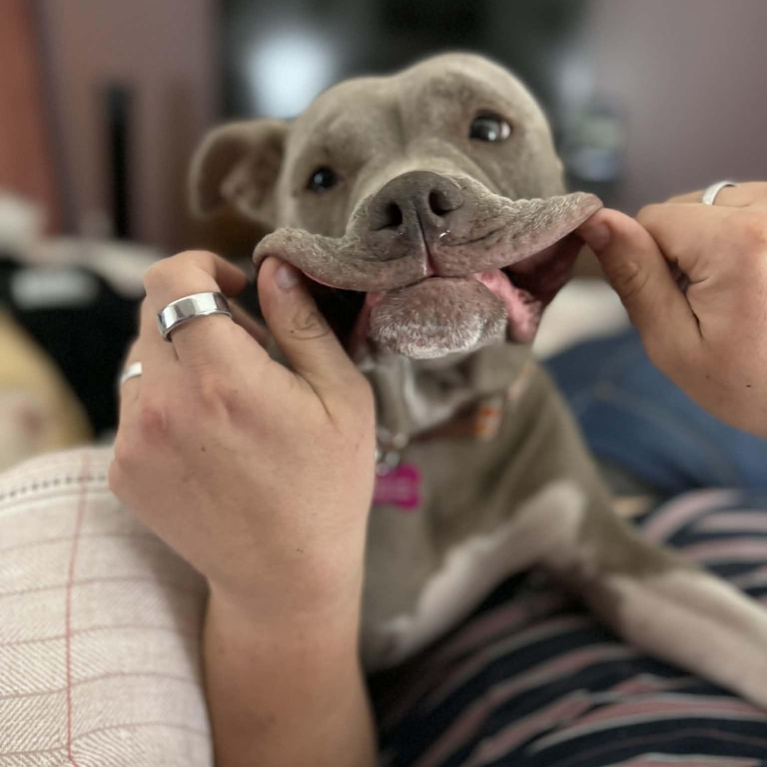 Enlarge Georgia, a ADOPTABLE mixed breed in Schenectady, NY image 4/5