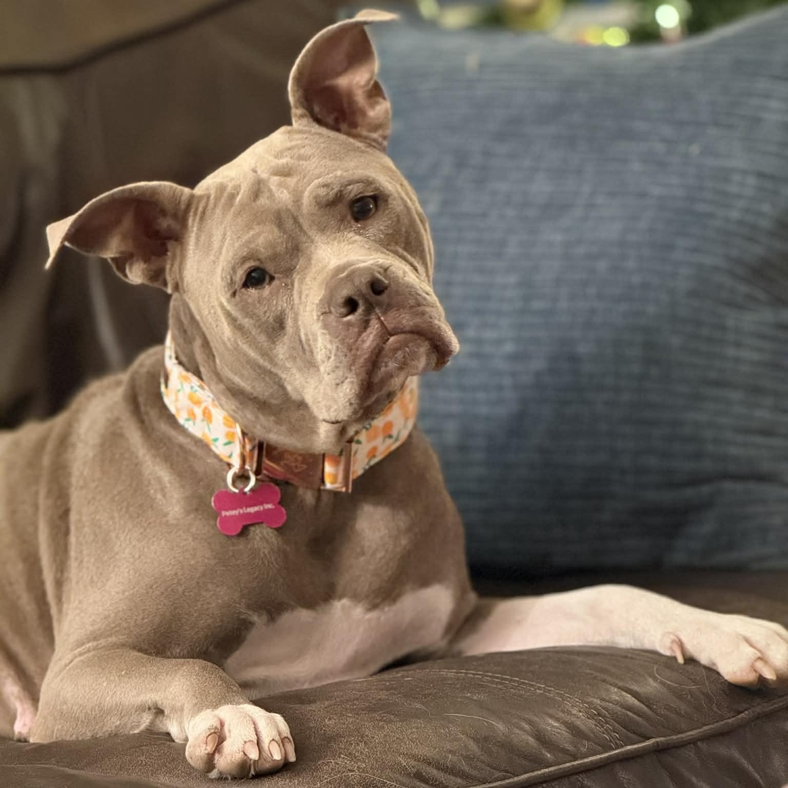 Enlarge Georgia, a ADOPTABLE mixed breed in Schenectady, NY image 5/5