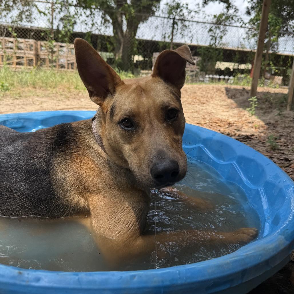 Corsica, Adoptable, Young Female Mixed Breed.