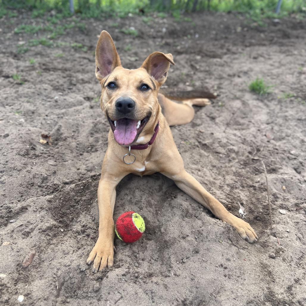 Enlarge Corsica, a Adoptable Mixed Breed in Pensacola, FL image 3/6