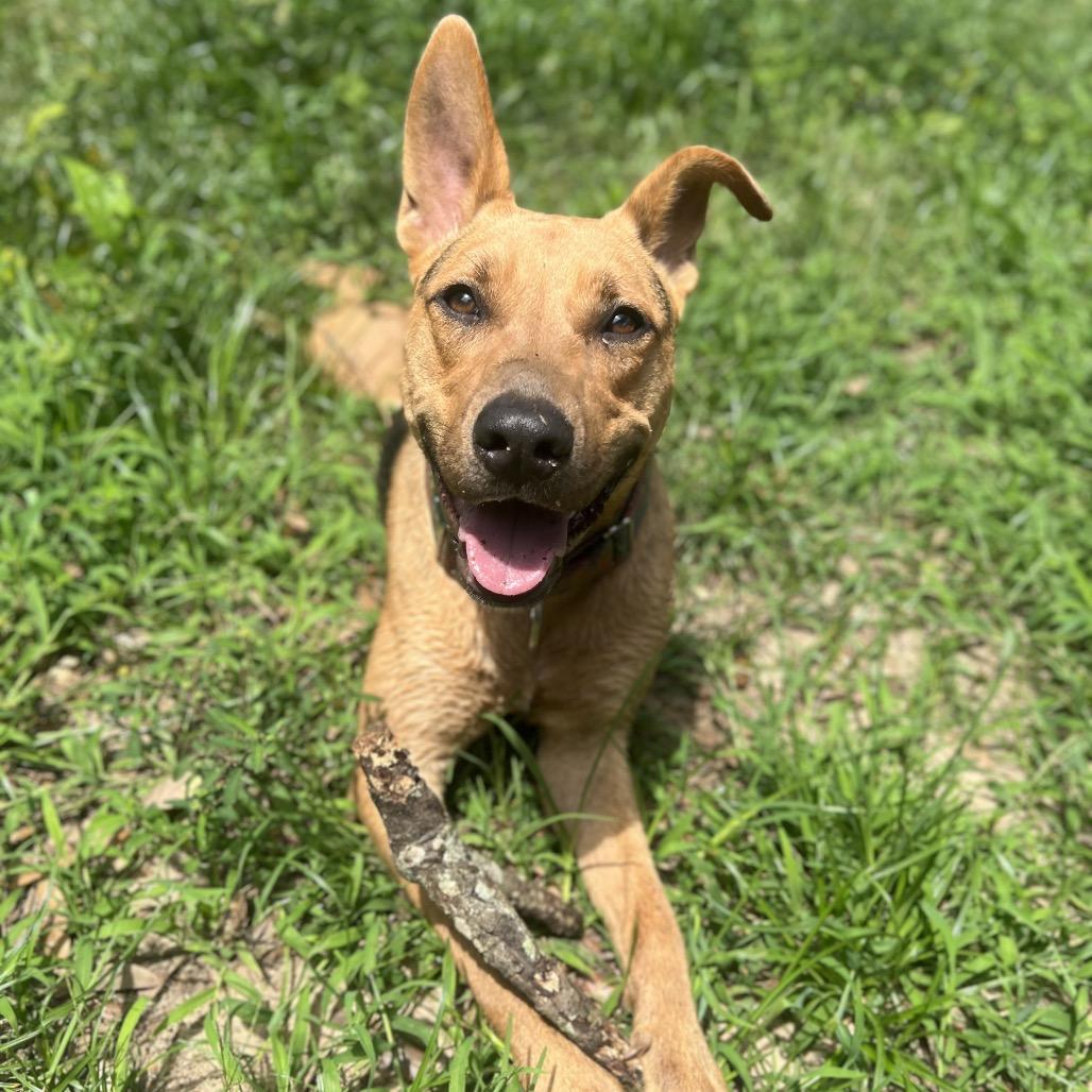 Enlarge Corsica, a Adoptable Mixed Breed in Pensacola, FL image 5/6
