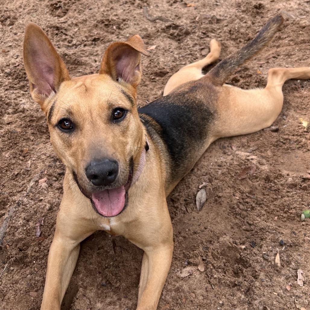 Enlarge Corsica, a Adoptable Mixed Breed in Pensacola, FL image 6/6