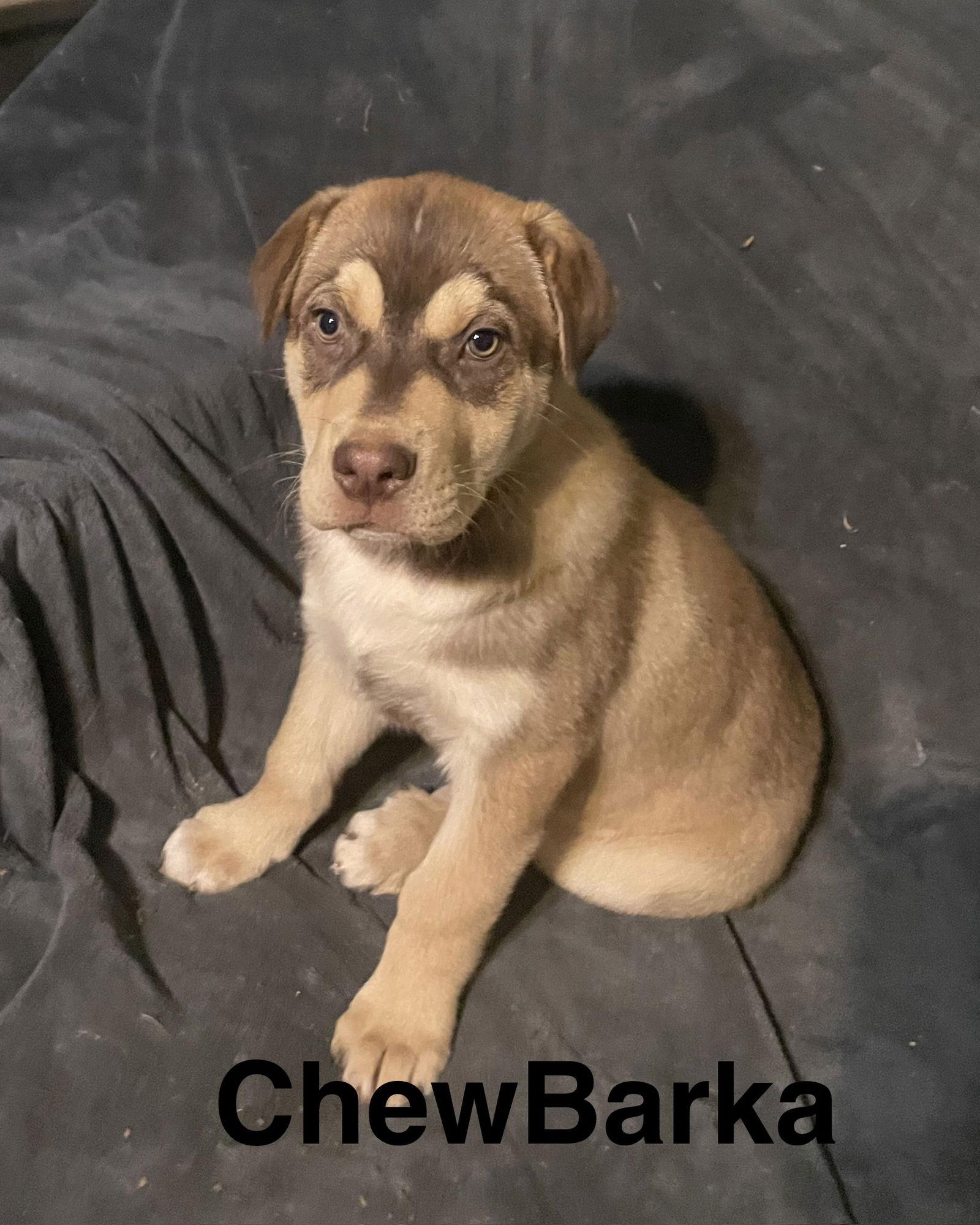 ChewBarka, Adoptable, Puppy Male Husky & Labrador Retriever.