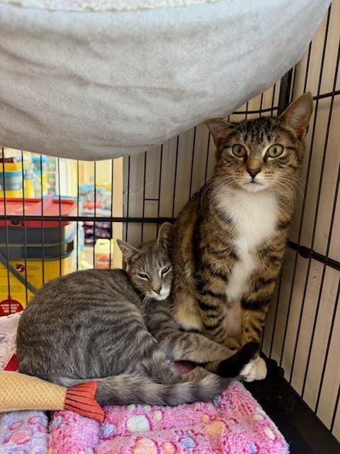 Rosie, Adoptable, Kitten Female Domestic Short Hair.