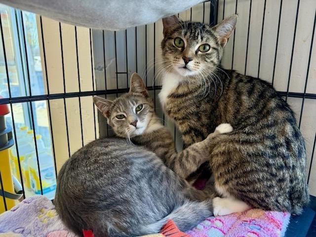 Enlarge Rosie, a Adoptable mixed breed in Pitman, NJ image 5/5