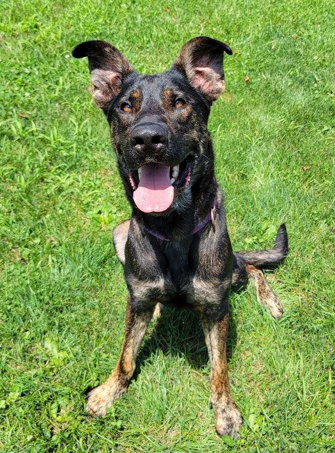Rambo, a ADOPTABLE mixed breed in Lisbon, OH image 4/4