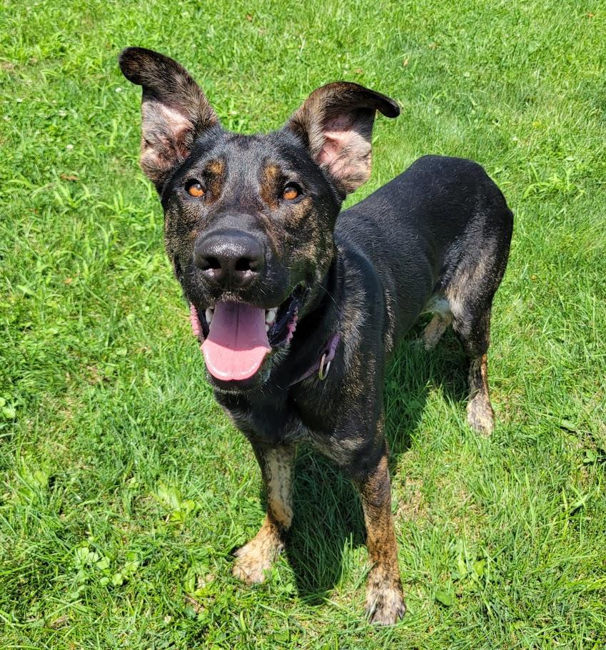 Rambo, a ADOPTABLE mixed breed in Lisbon, OH image 3/4