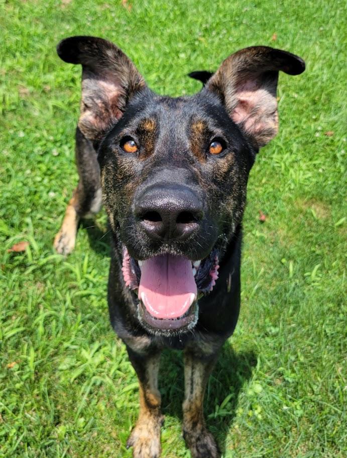 Rambo, a ADOPTABLE mixed breed in Lisbon, OH image 2/4