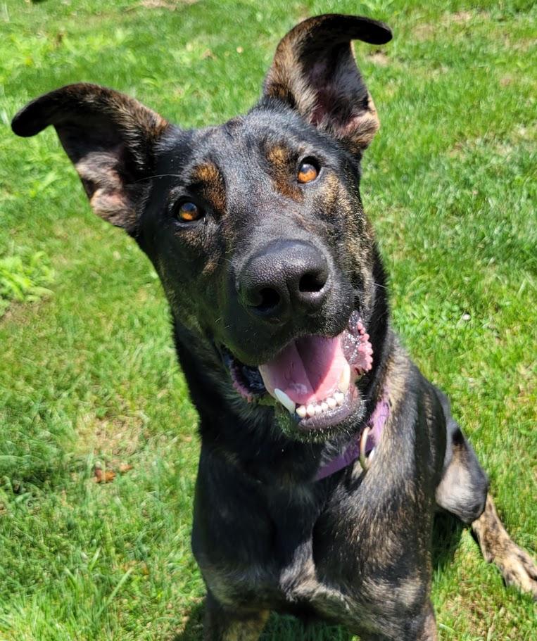 Rambo, ADOPTABLE, Adult Male German Shepherd Dog.