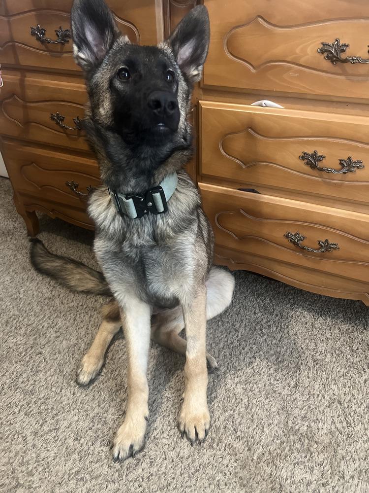 Freya - located in MO, Adoptable, Puppy Female Belgian Shepherd / Malinois.