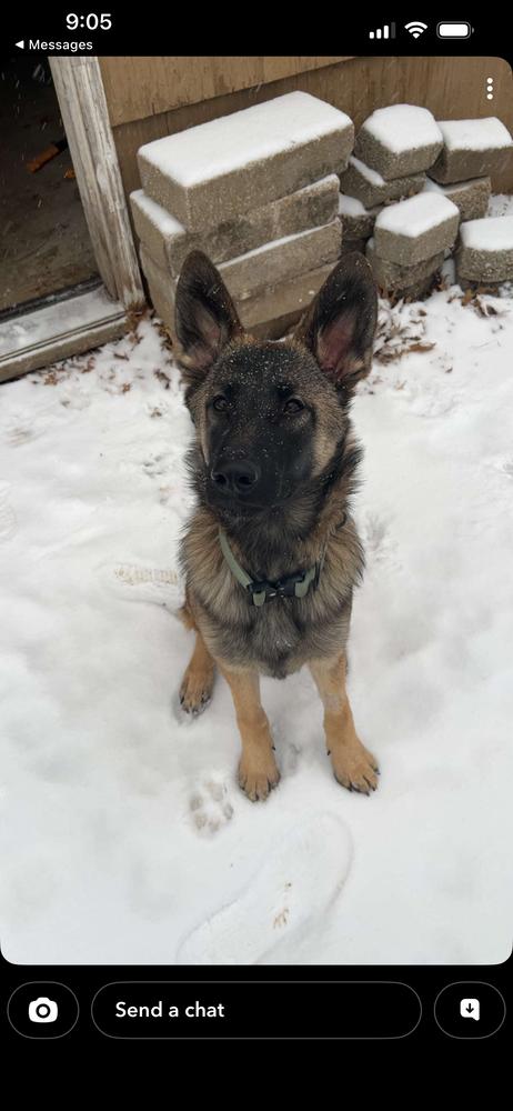 Enlarge Freya - located in MO, a Adoptable Belgian Shepherd / Malinois in Imlay City, MI image 3/4