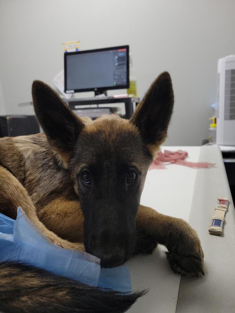 Freya - located in MO, Adoptable, Puppy Female Belgian Shepherd / Malinois.