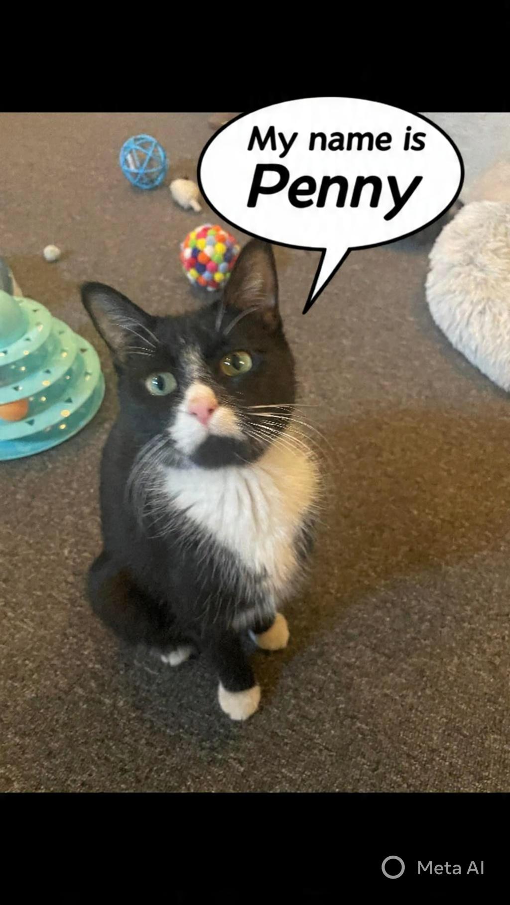 Penny, adopted, Young Female Tuxedo & American Shorthair.