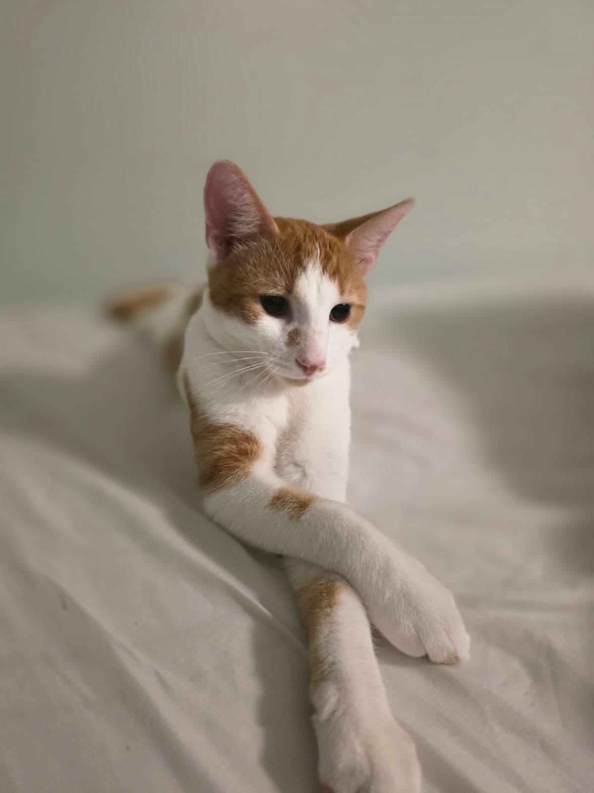 Goose, Adopted, Young Male American Shorthair.