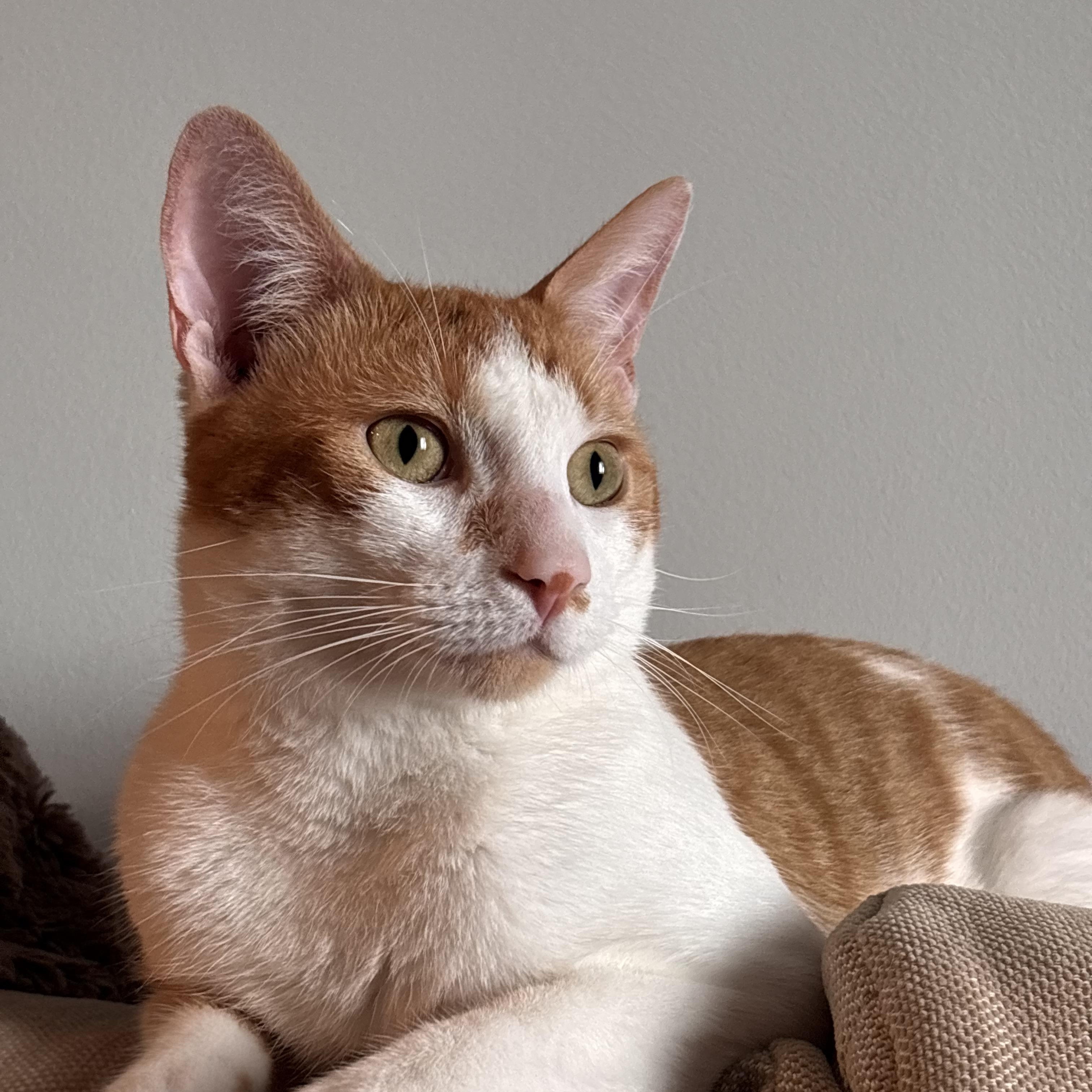 Enlarge Goose, a Adopted American Shorthair in Washington, DC image 5/6