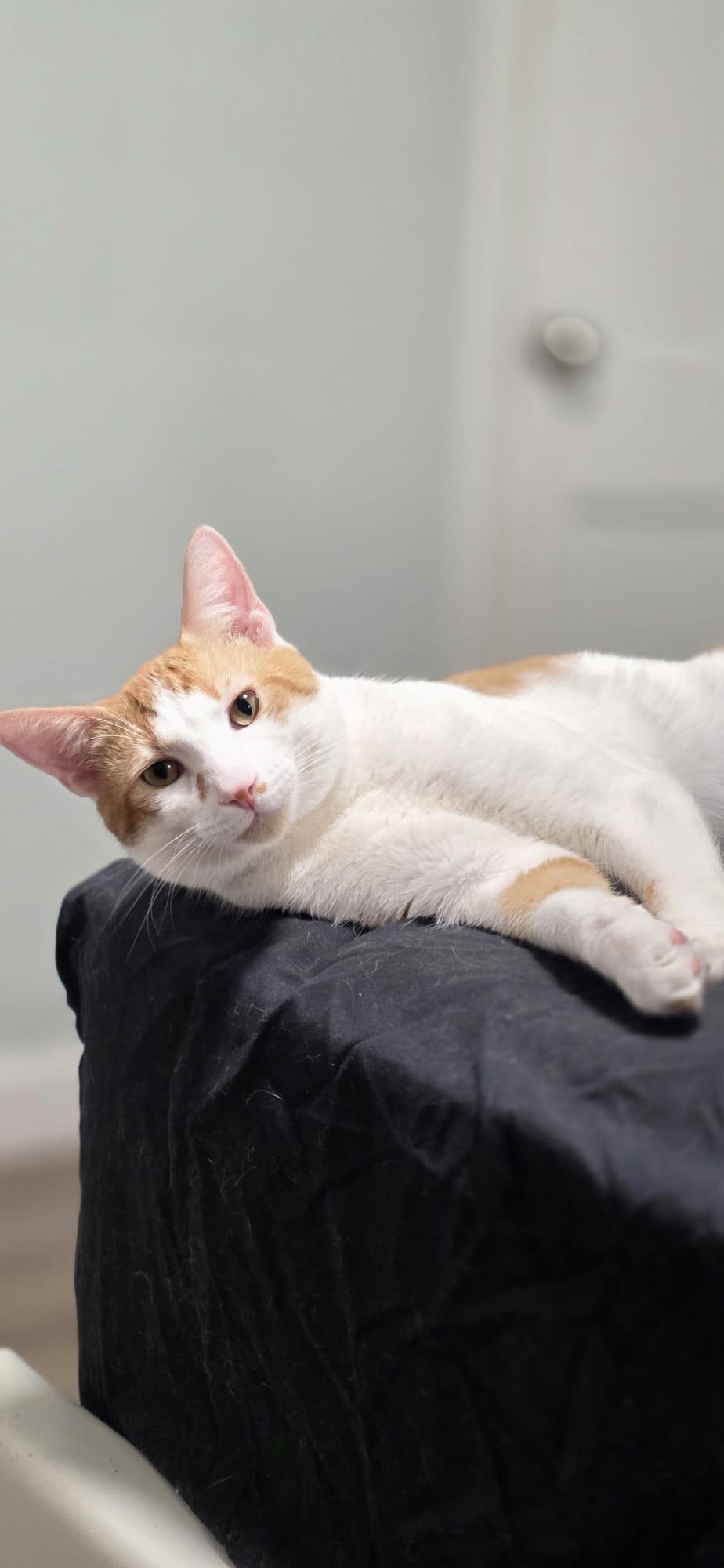 Enlarge Goose, a Adopted American Shorthair in Washington, DC image 2/6