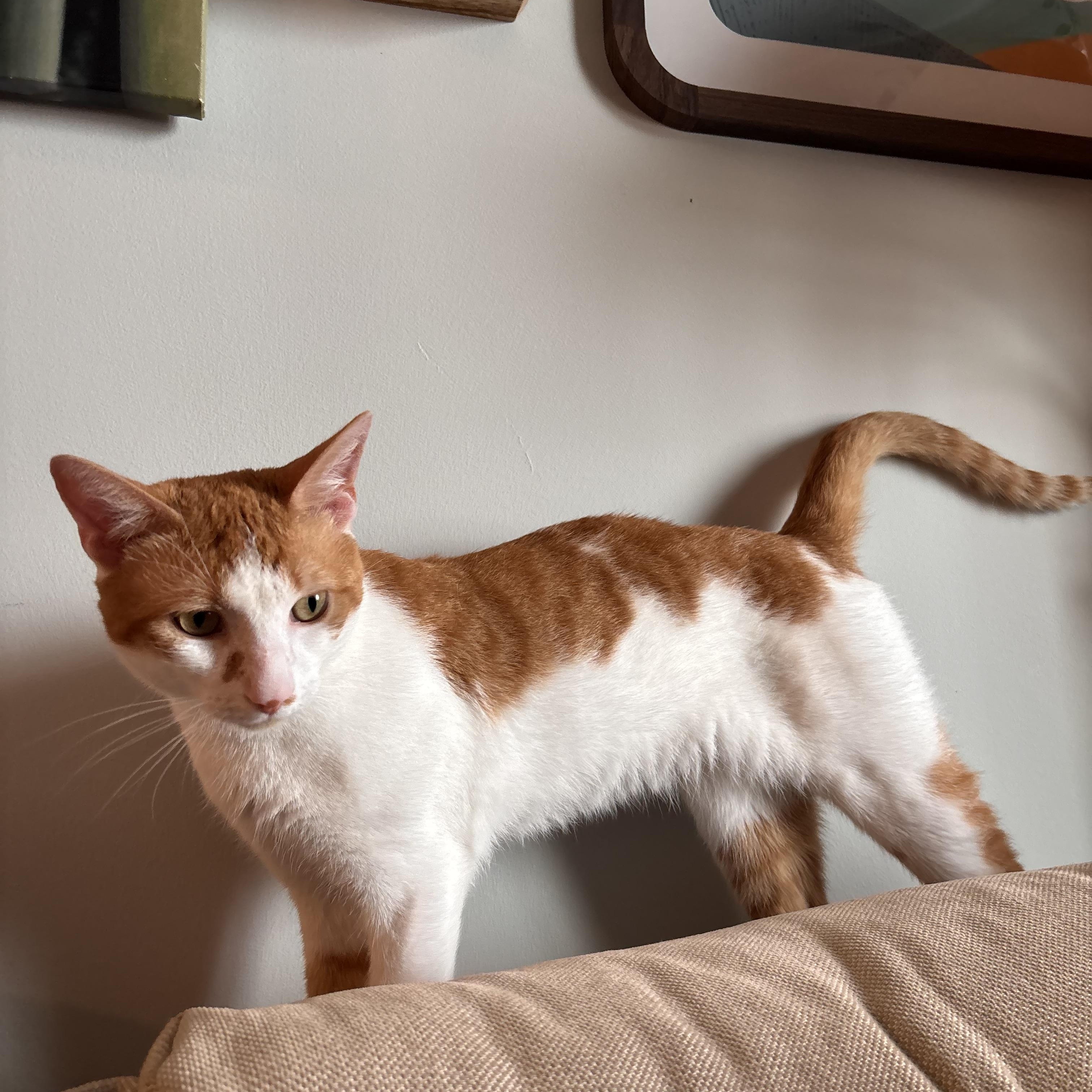 Enlarge Goose, a Adopted American Shorthair in Washington, DC image 6/6