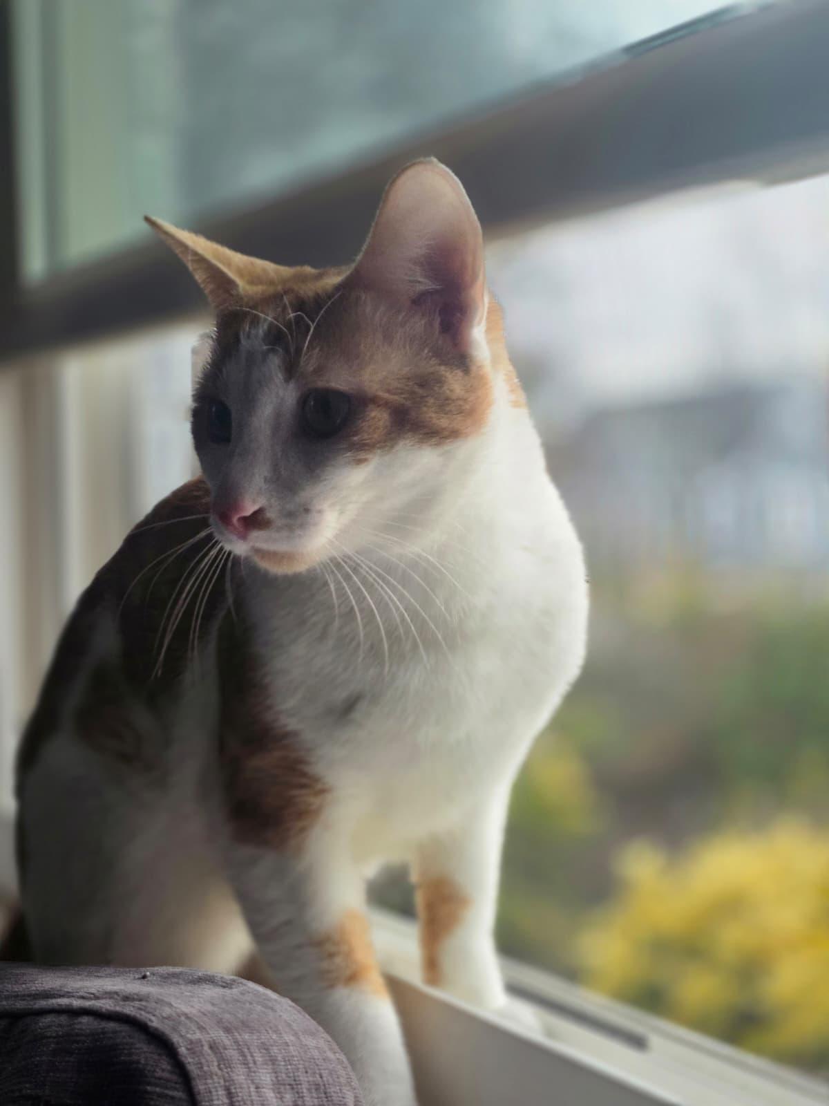 Enlarge Goose, a Adopted American Shorthair in Washington, DC image 3/6