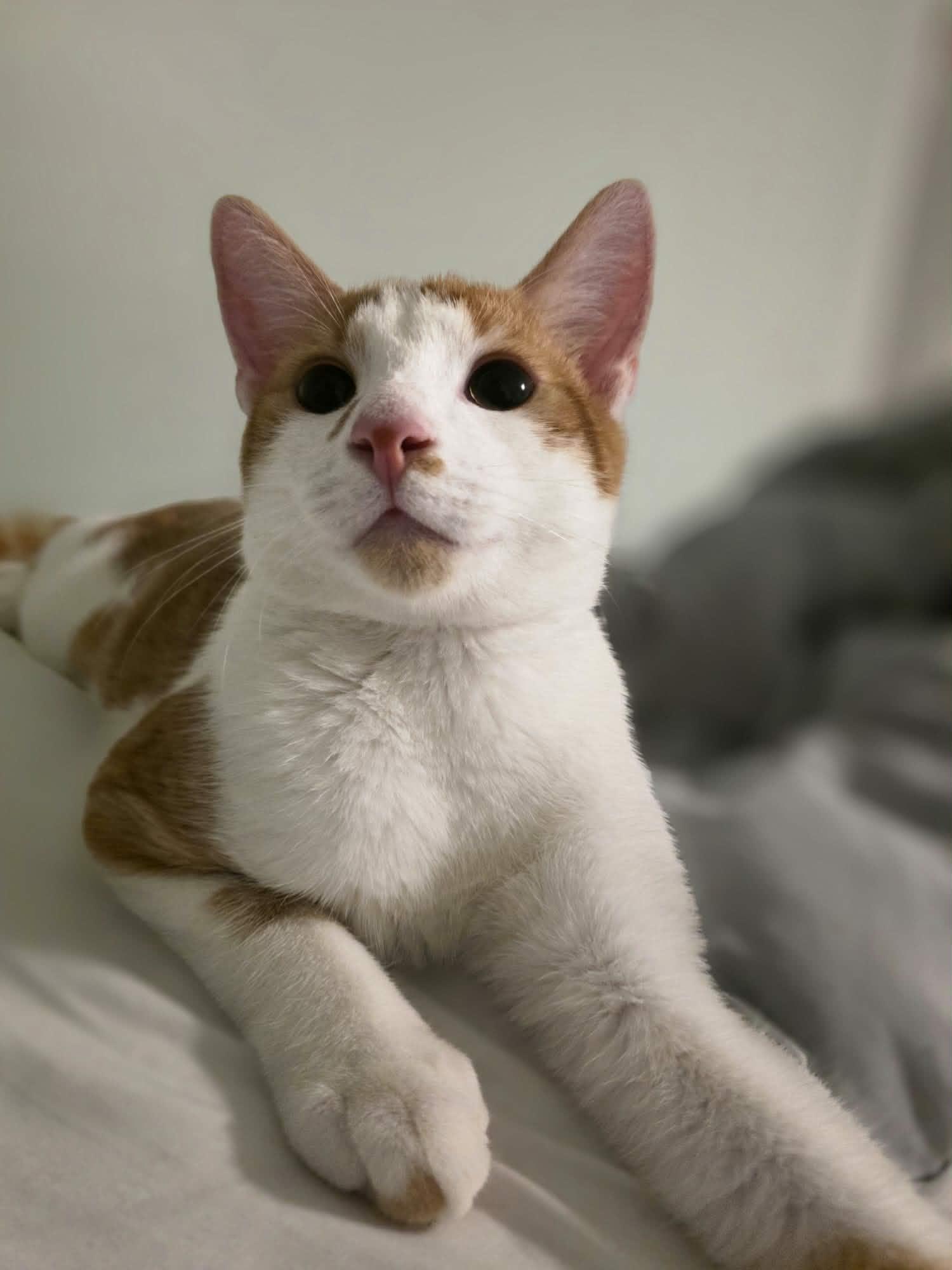 Enlarge Goose, a Adopted American Shorthair in Washington, DC image 4/6