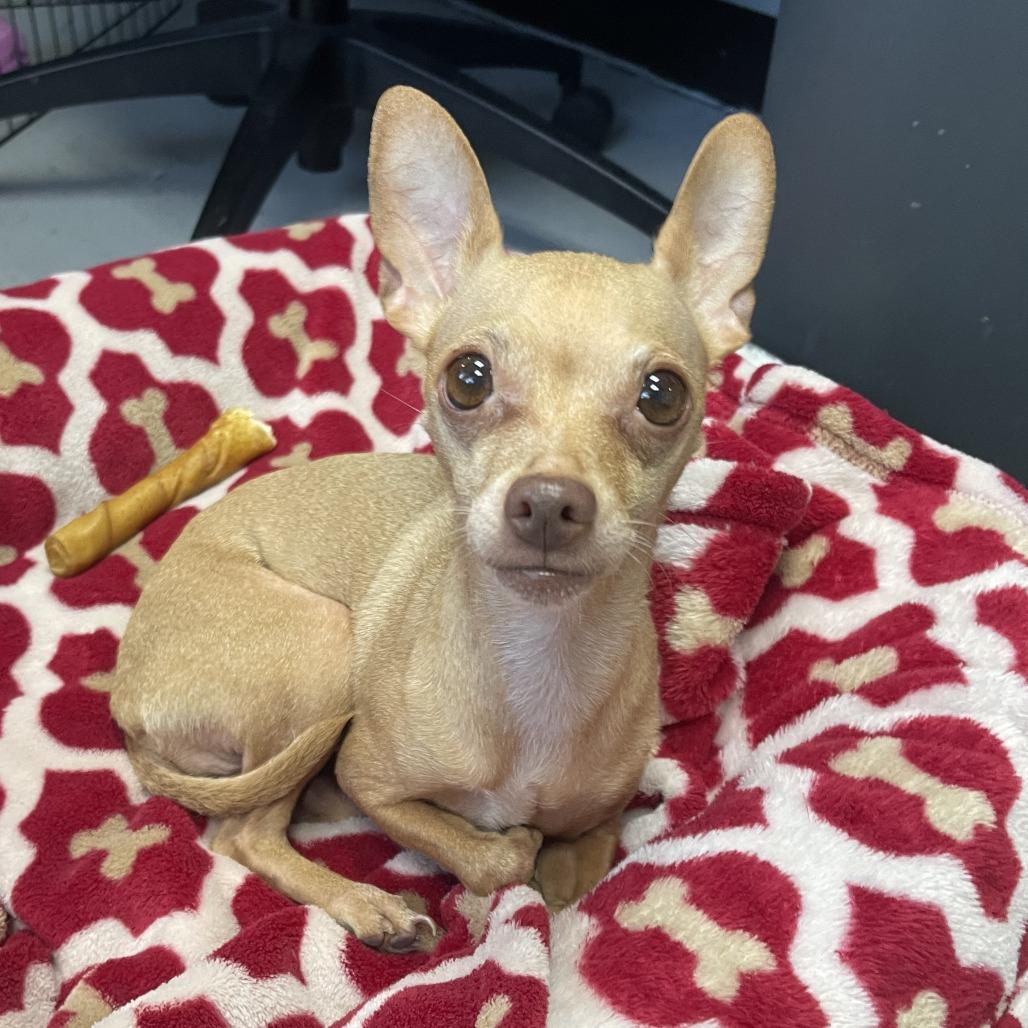 Prada, Adoptable, Adult Female Chihuahua.