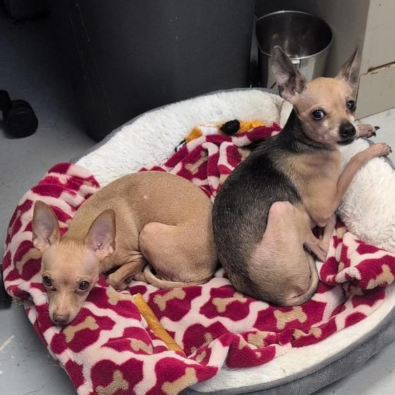 Prada, Adoptable, Adult Female Chihuahua.