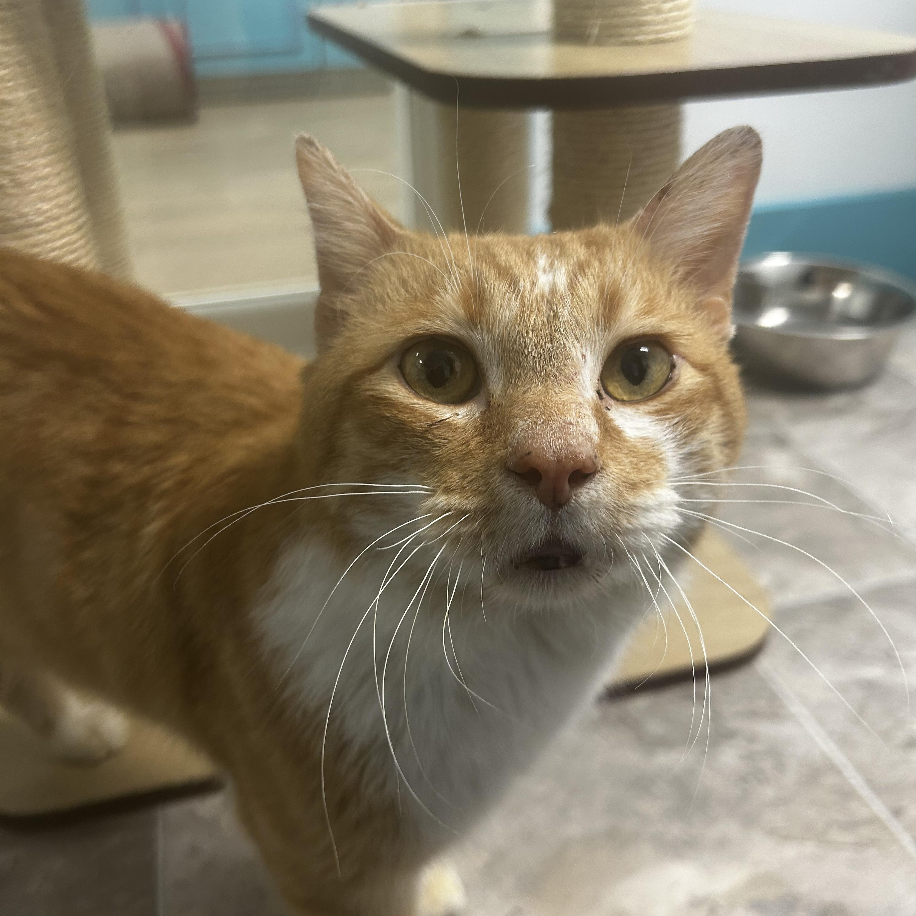 Enlarge Ollie, an adoptable Tabby in Grand Rapids, MI image 4/6