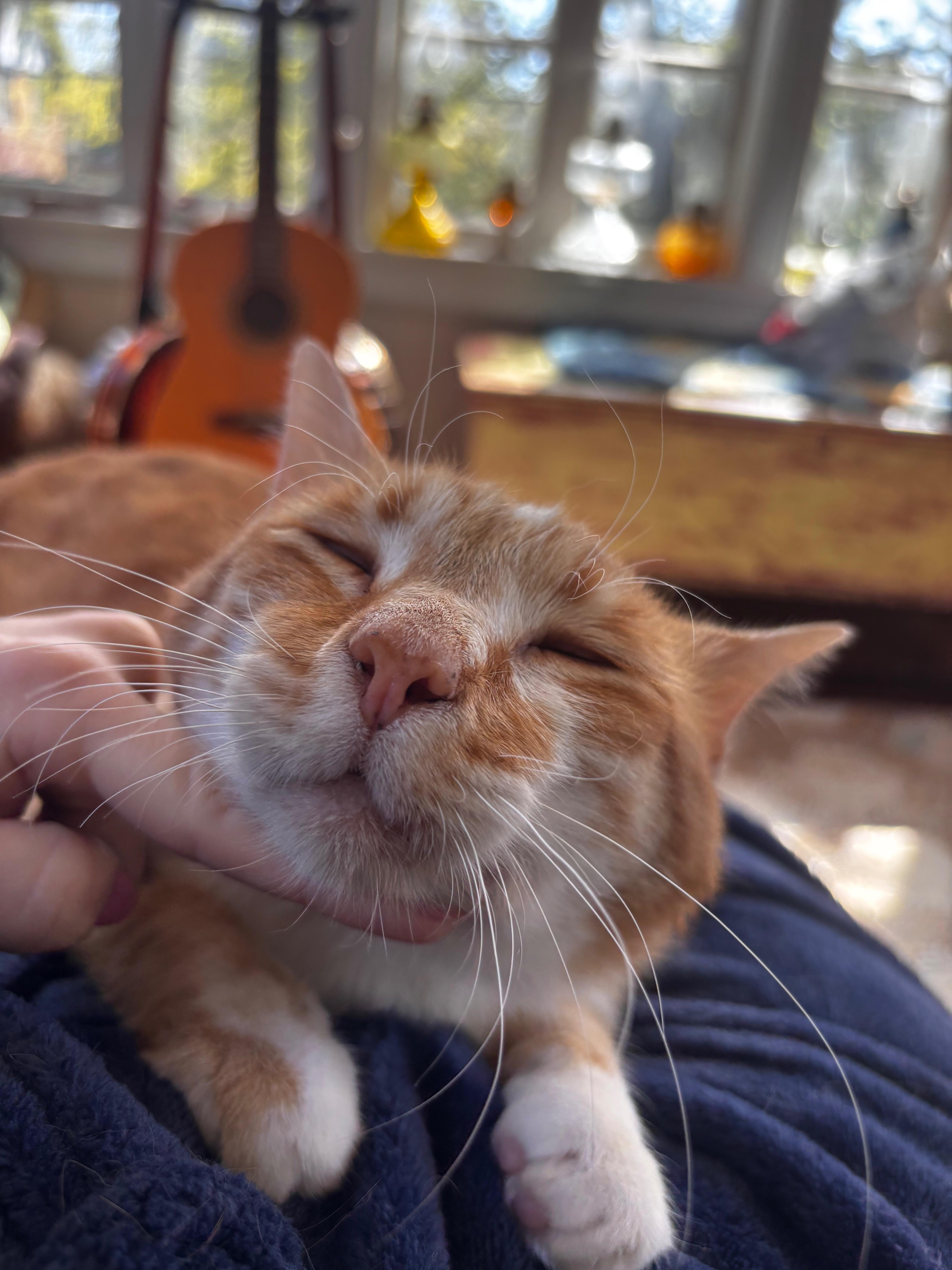 Enlarge Ollie, an adoptable Tabby in Grand Rapids, MI image 6/6