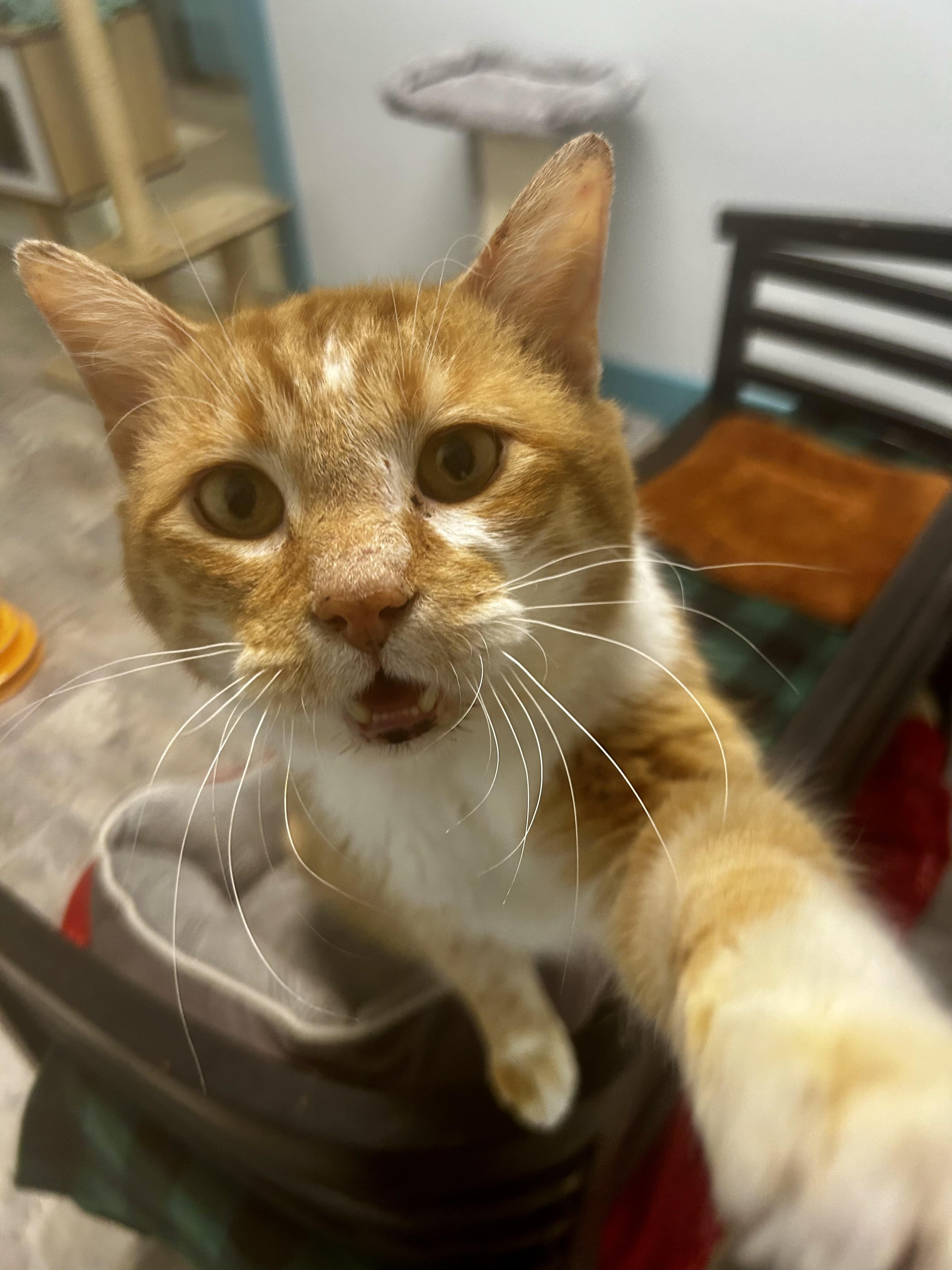 Enlarge Ollie, an adoptable Tabby in Grand Rapids, MI image 5/6