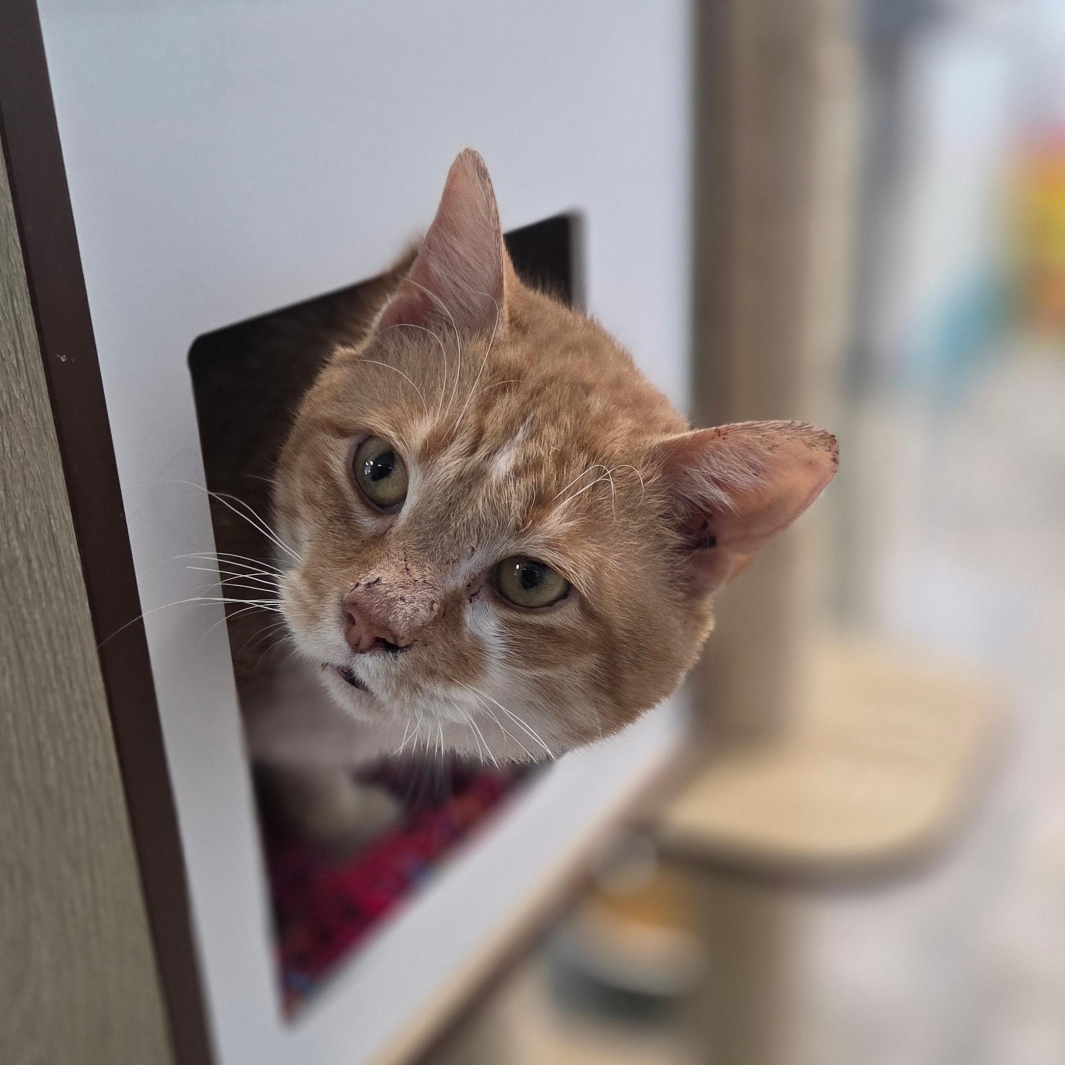 Enlarge Ollie, an adoptable Tabby in Grand Rapids, MI image 3/6