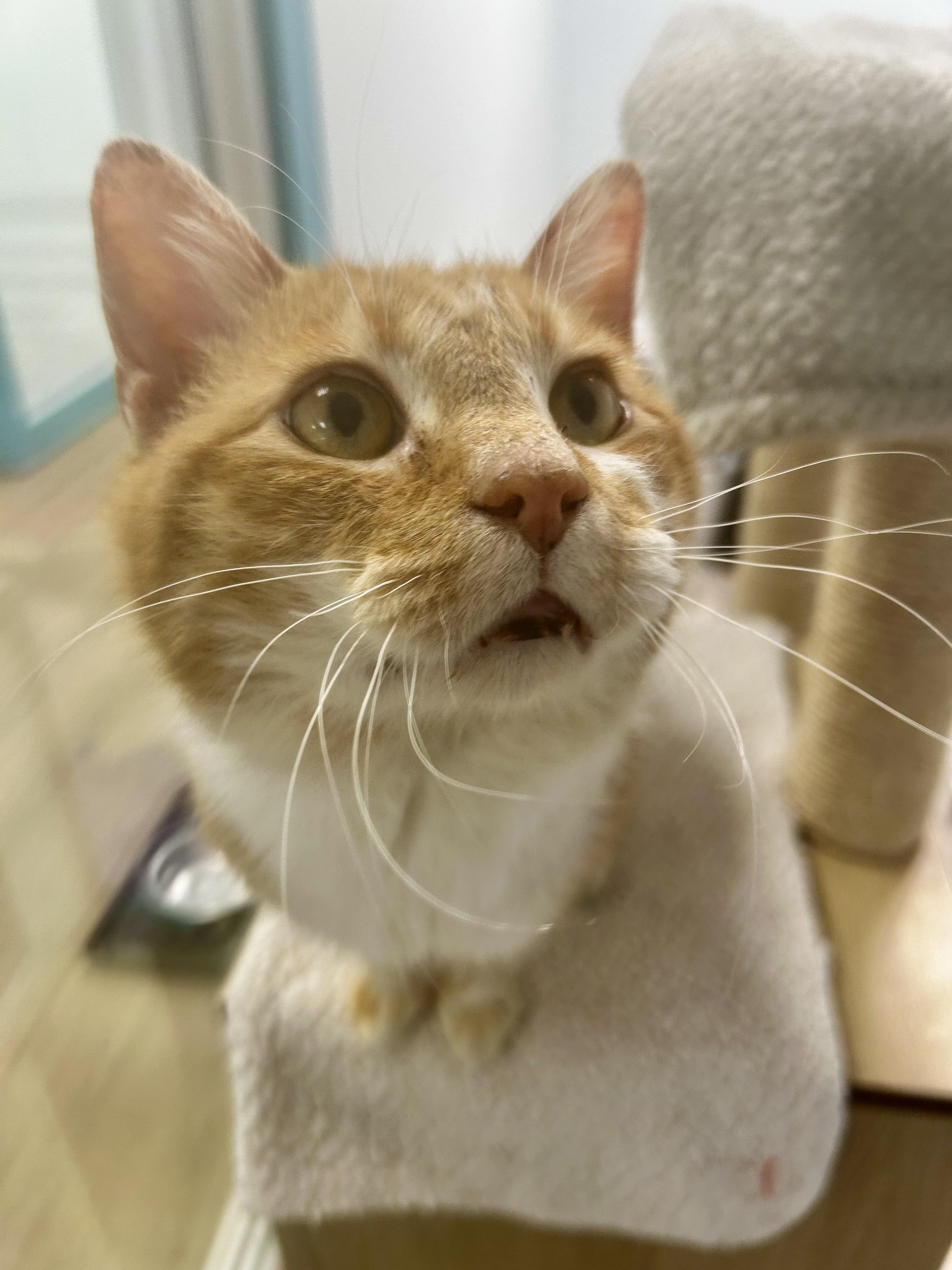 Enlarge Ollie, an adoptable Tabby in Grand Rapids, MI image 2/6