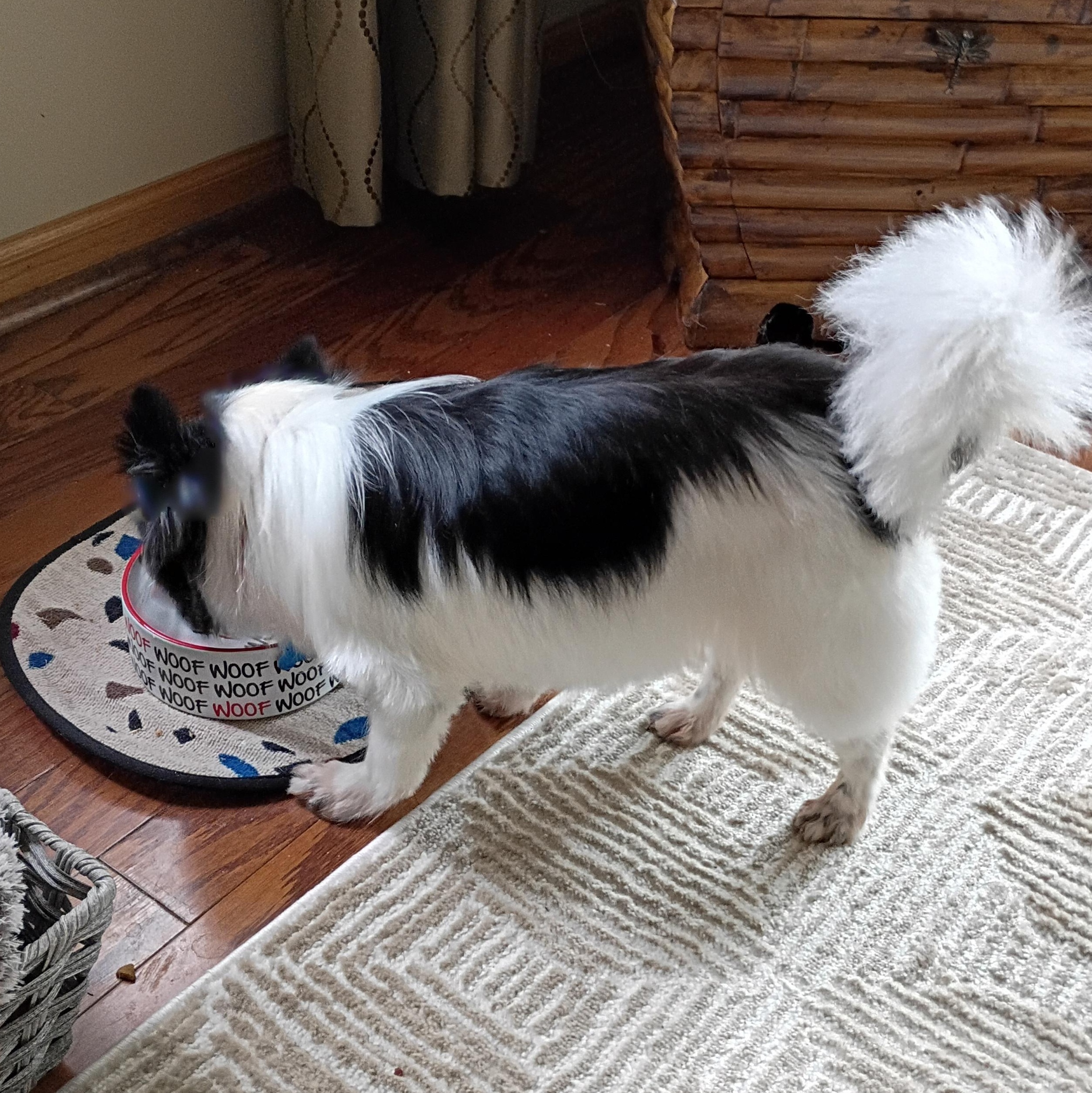 Enlarge Leilani, an adopted mixed breed in Minneapolis, MN image 5/5