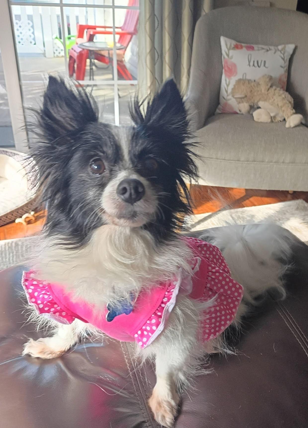 Enlarge Leilani, an adopted mixed breed in Minneapolis, MN image 2/5