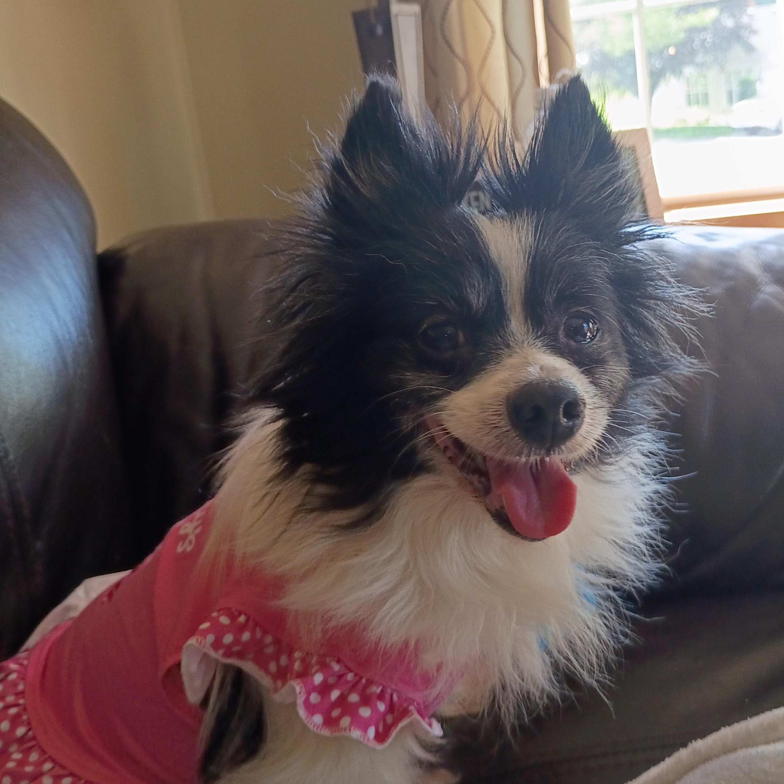 Enlarge Leilani, an adopted mixed breed in Minneapolis, MN image 3/5