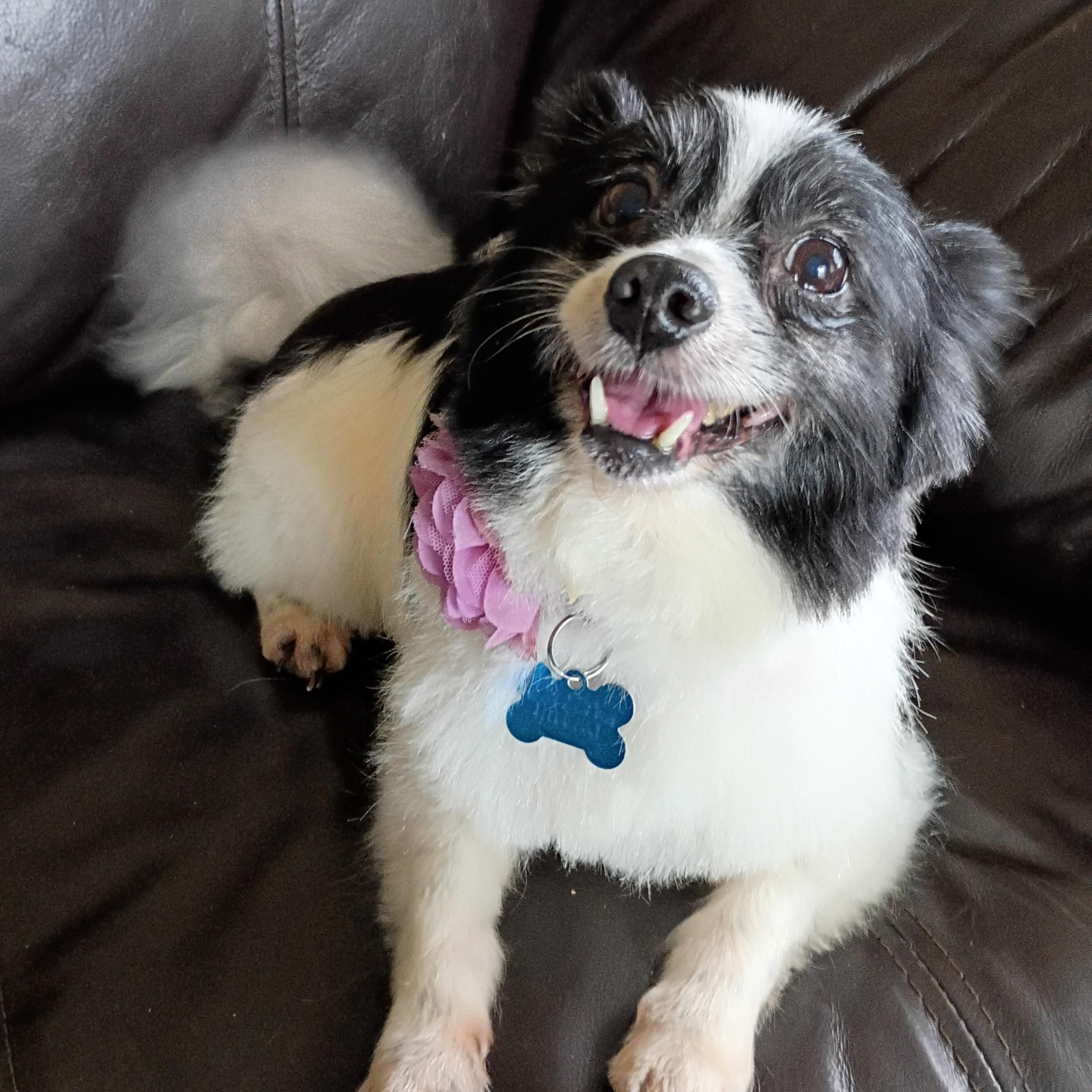 Enlarge Leilani, an adopted mixed breed in Minneapolis, MN image 4/5