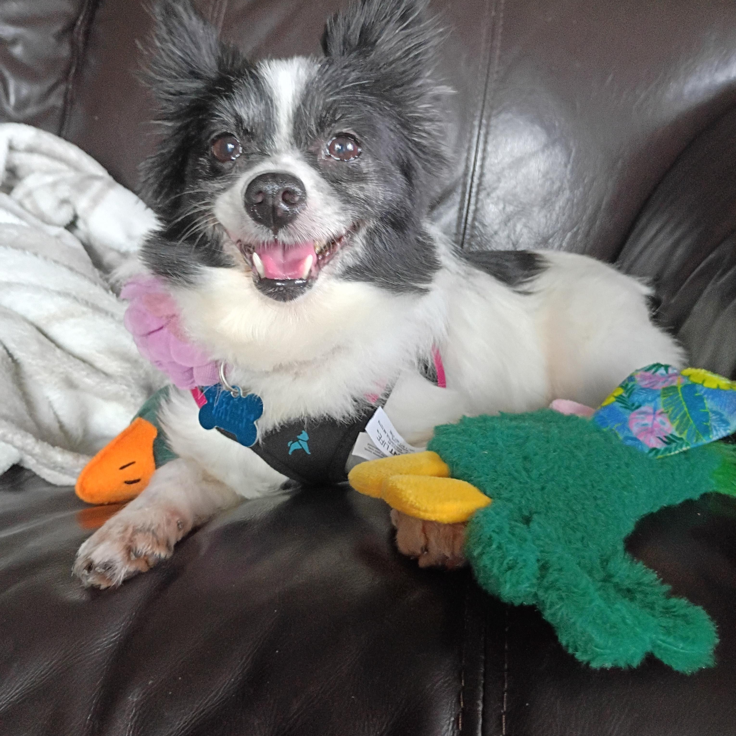 Enlarge Leilani, an adopted mixed breed in Minneapolis, MN image 1/5