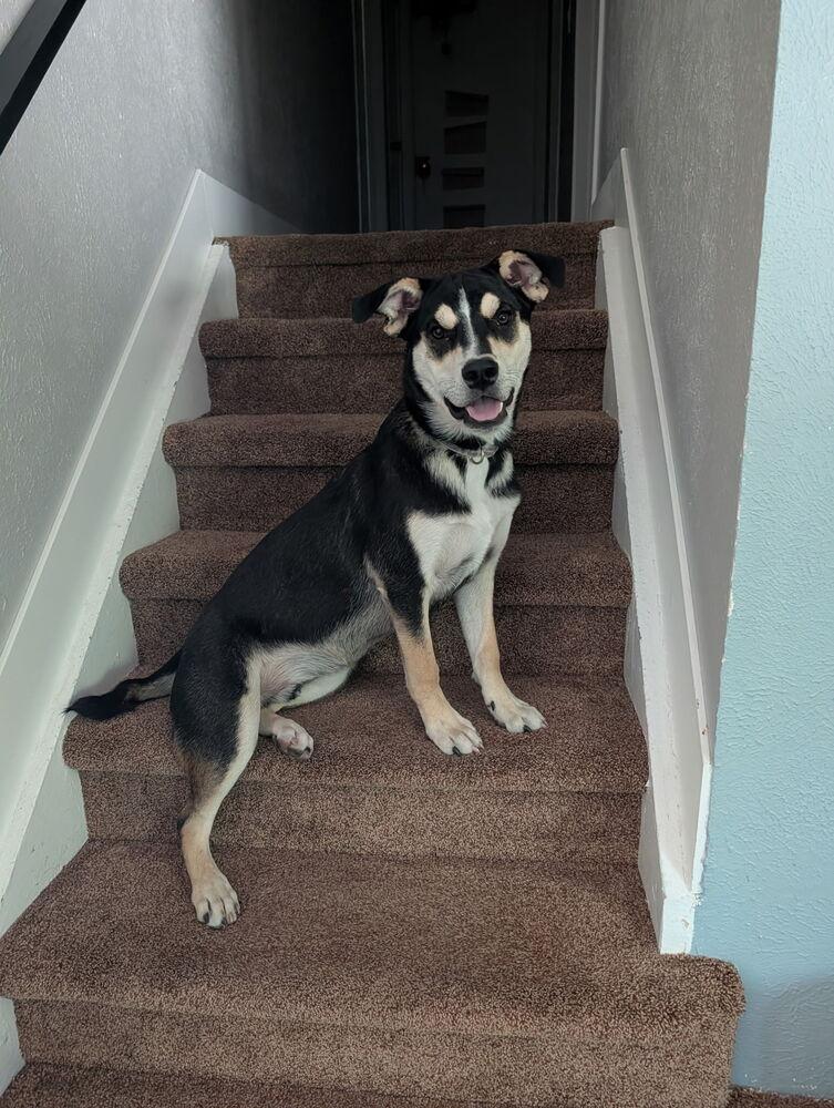 Enlarge Ziggy, a Adoptable mixed breed in Denver, CO image 2/5