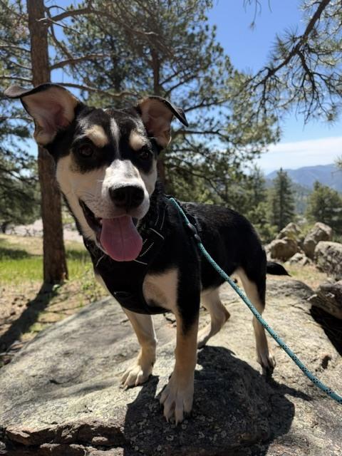Enlarge Ziggy, a Adoptable mixed breed in Denver, CO image 2/3