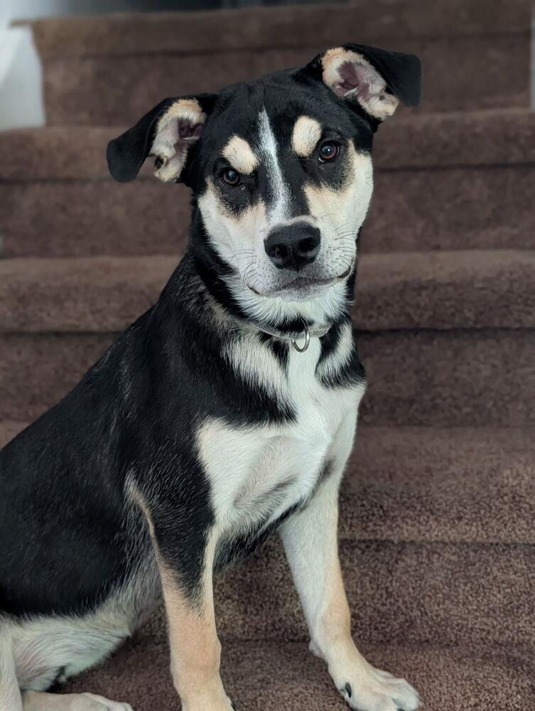 Enlarge Ziggy, a Adoptable mixed breed in Denver, CO image 4/5