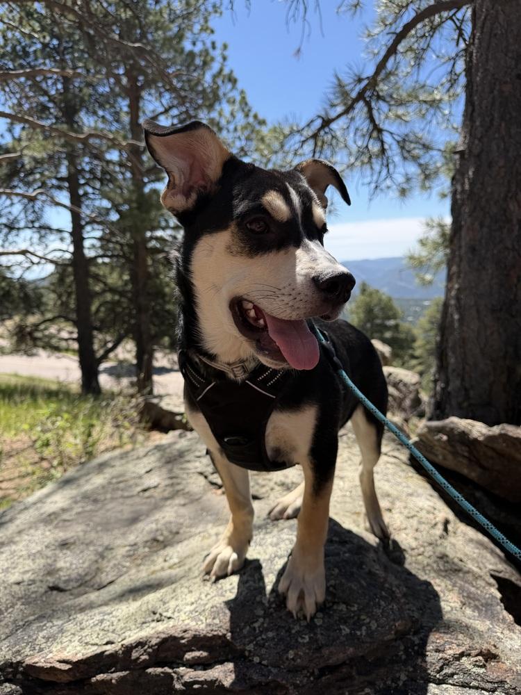 Enlarge Ziggy, a Adoptable mixed breed in Denver, CO image 3/3