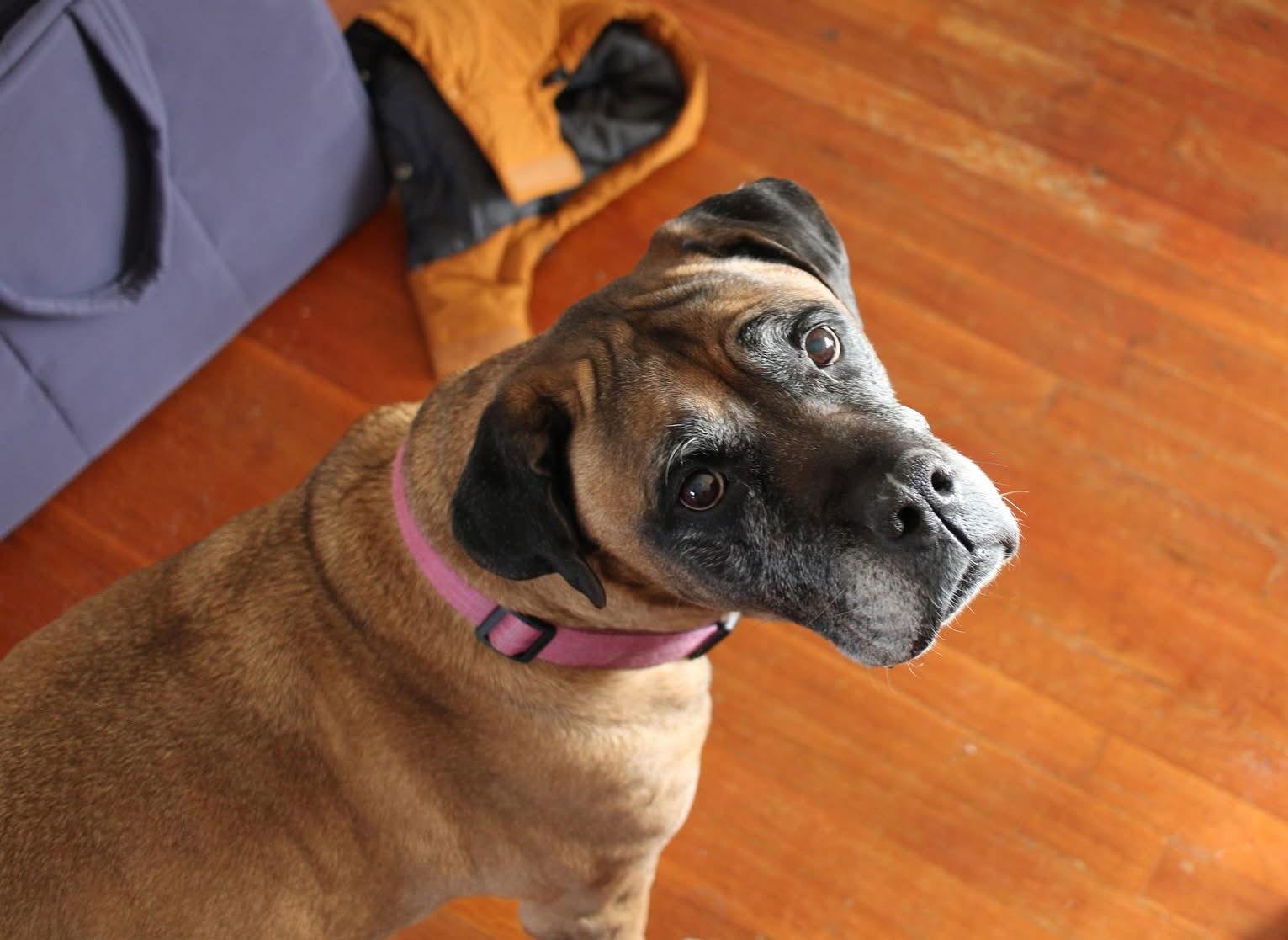 Piper - For the Love of Mastiffs, Adoptable, Young Female Mastiff.