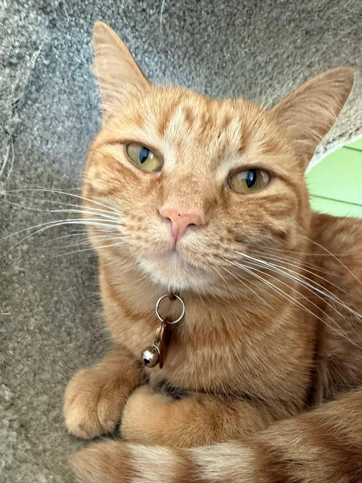 Poppy, Adoptable, Young Female Domestic Short Hair.