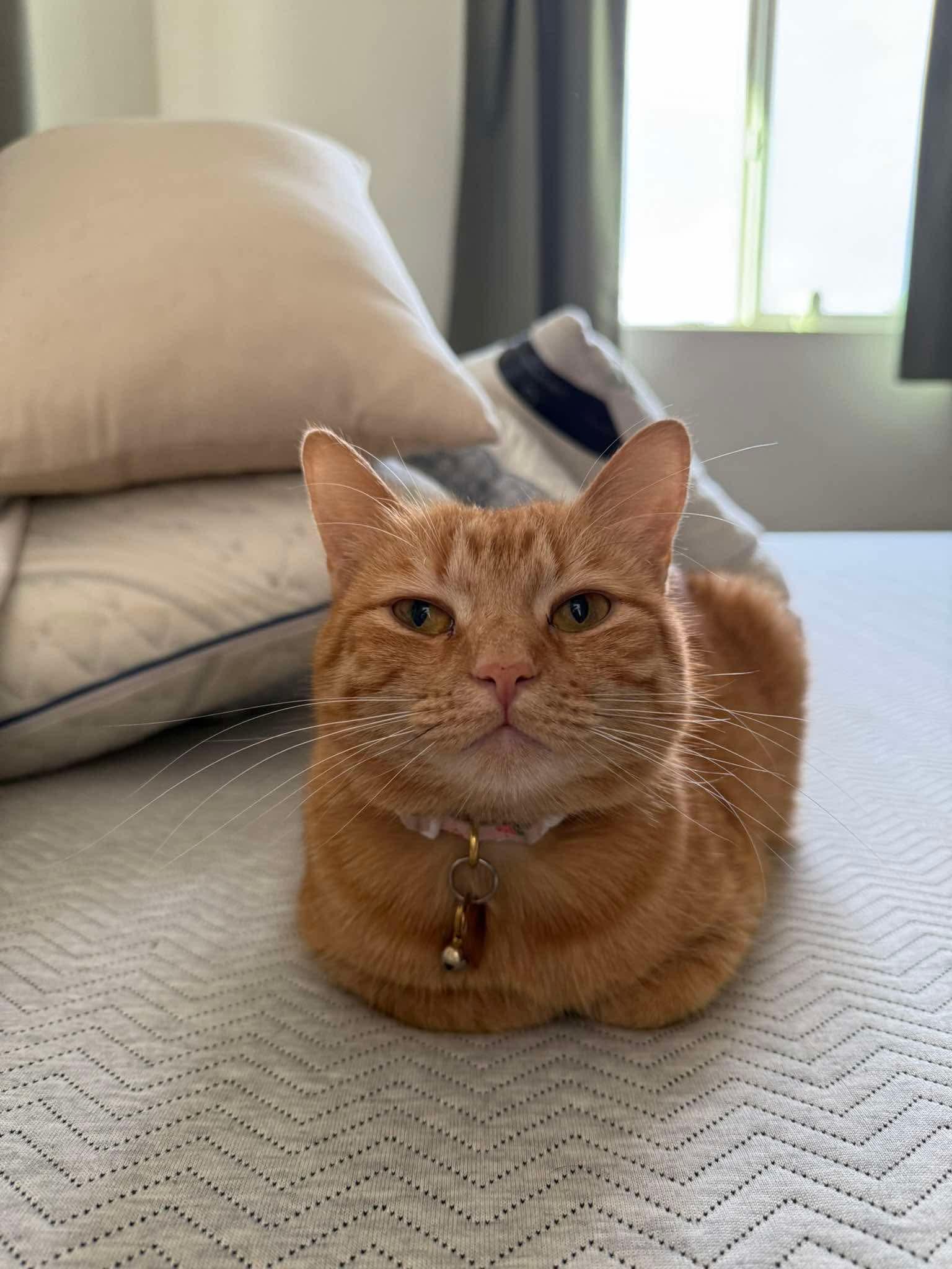 Enlarge Poppy, a Adoptable Domestic Short Hair in Scottsdale, AZ image 2/3
