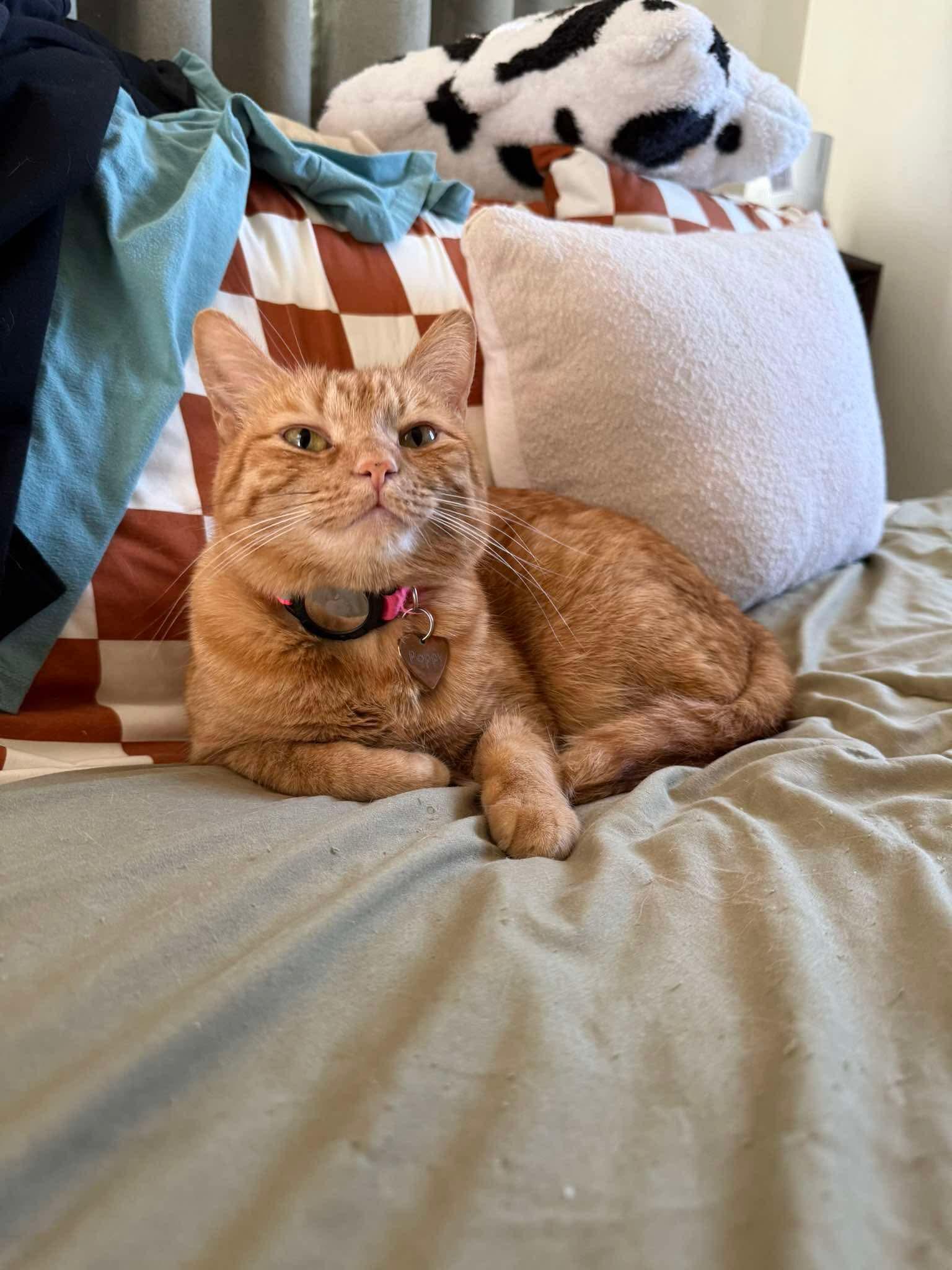 Enlarge Poppy, a Adoptable Domestic Short Hair in Scottsdale, AZ image 3/3